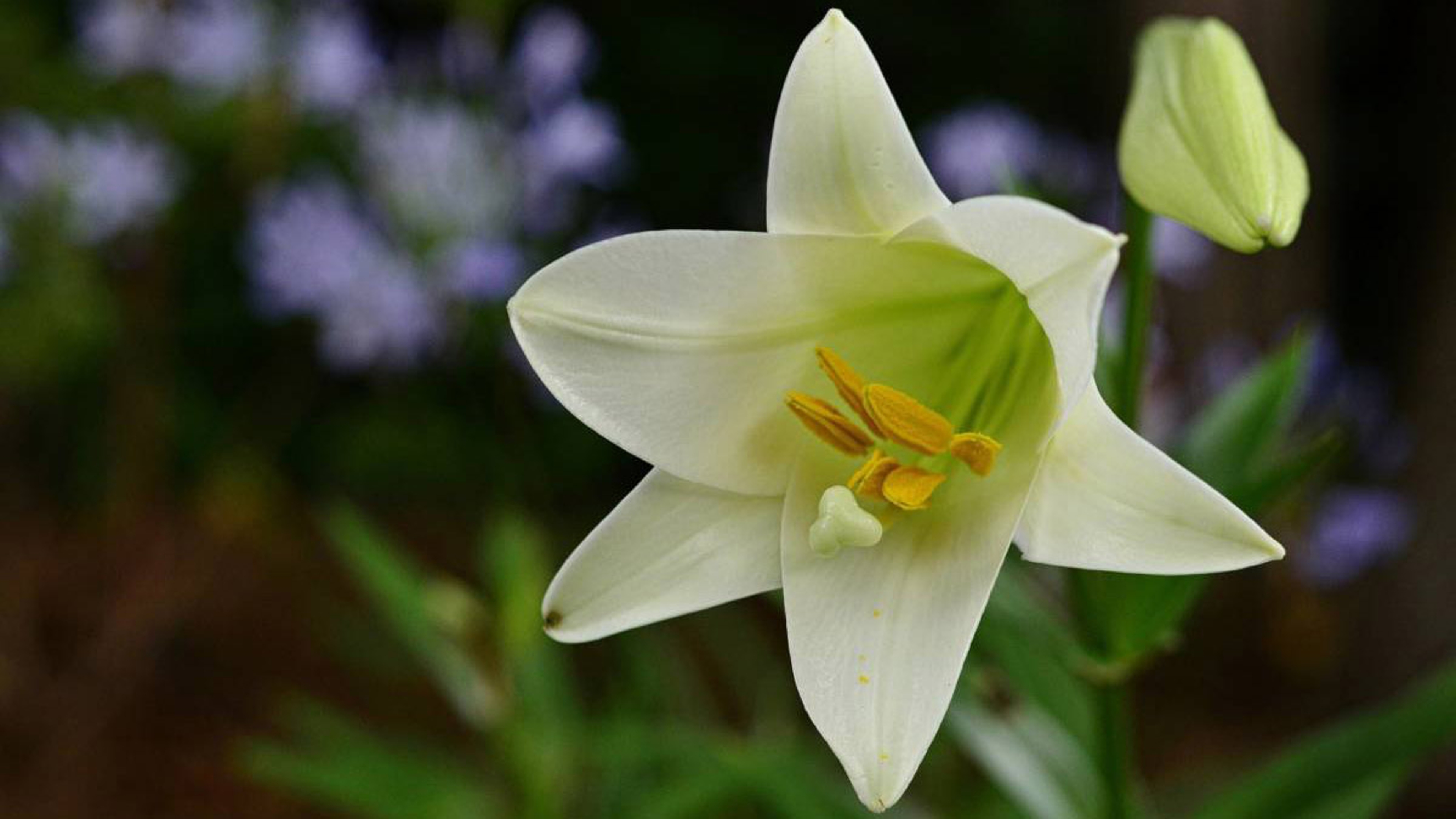 Article Cards Featured Image easter flowers with easter lily