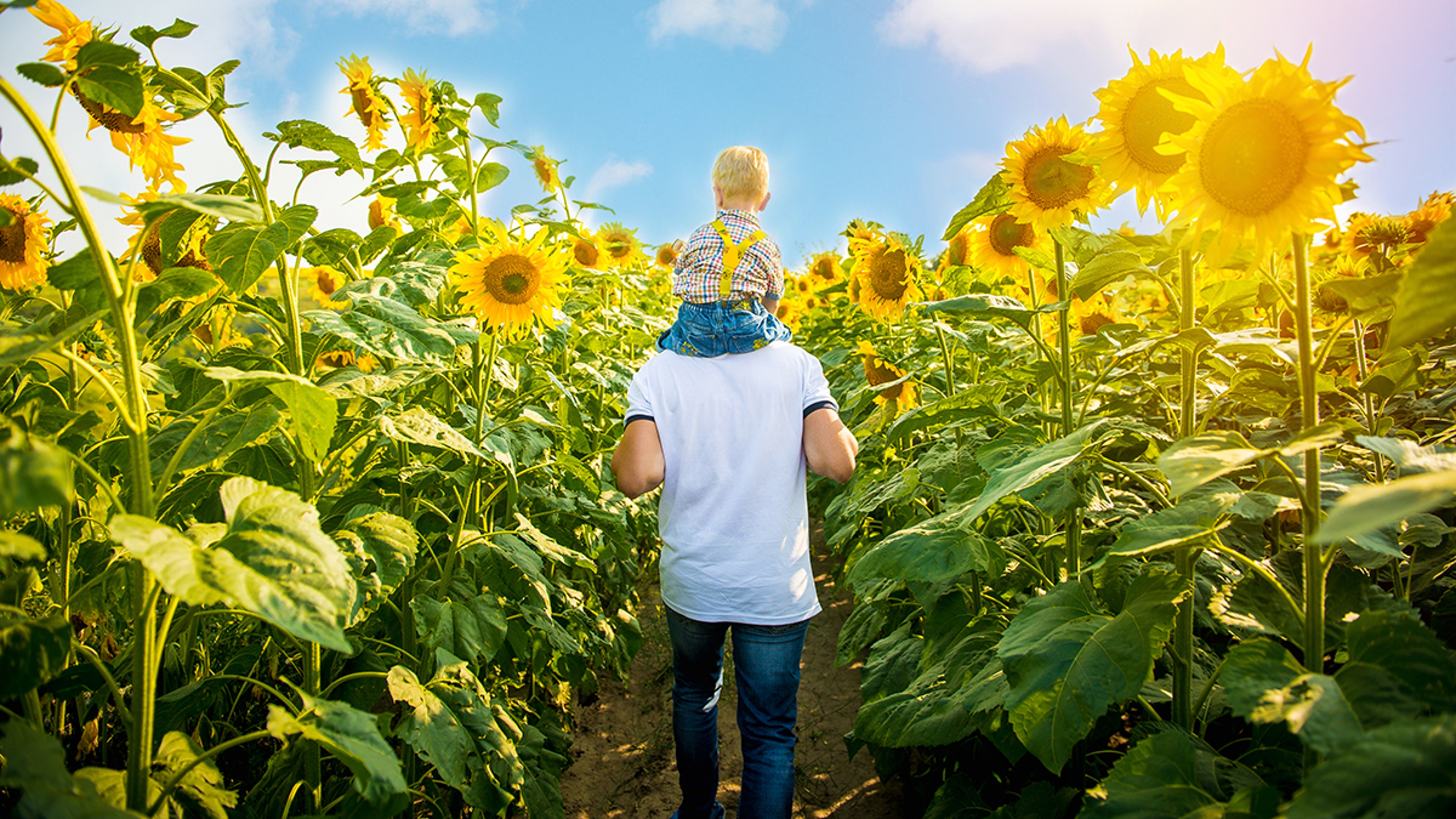 Article Cards Featured Image Father with son on the sunflower field