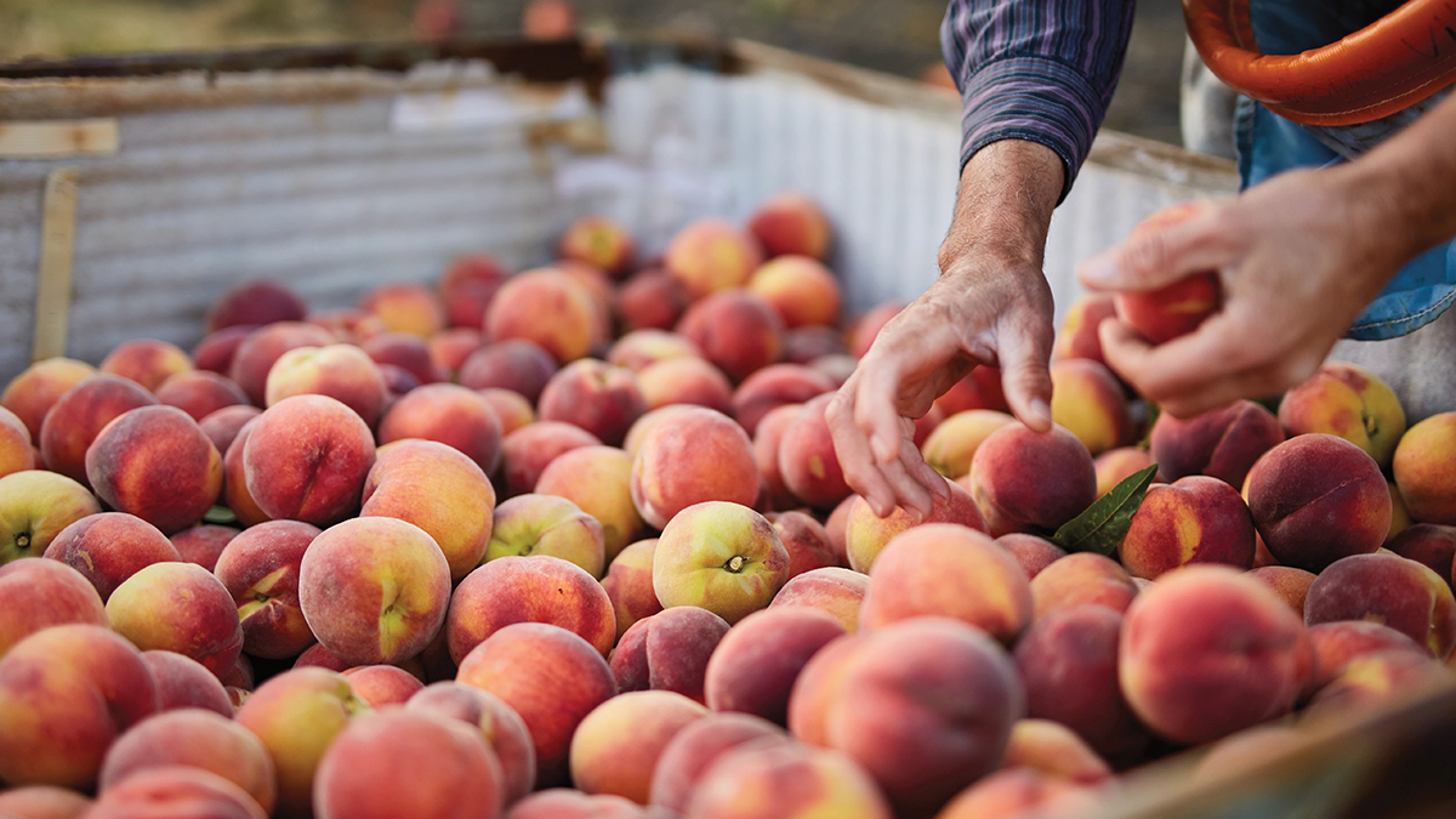 types of peaches in crate