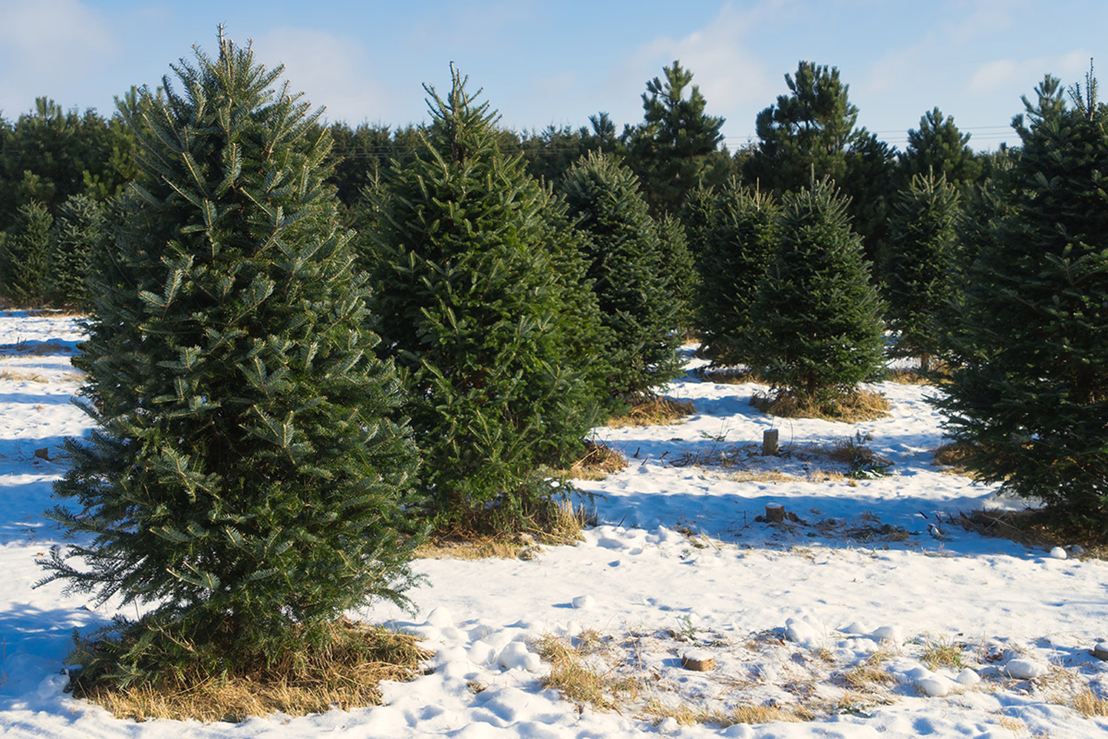 types of christmas trees balsam fir