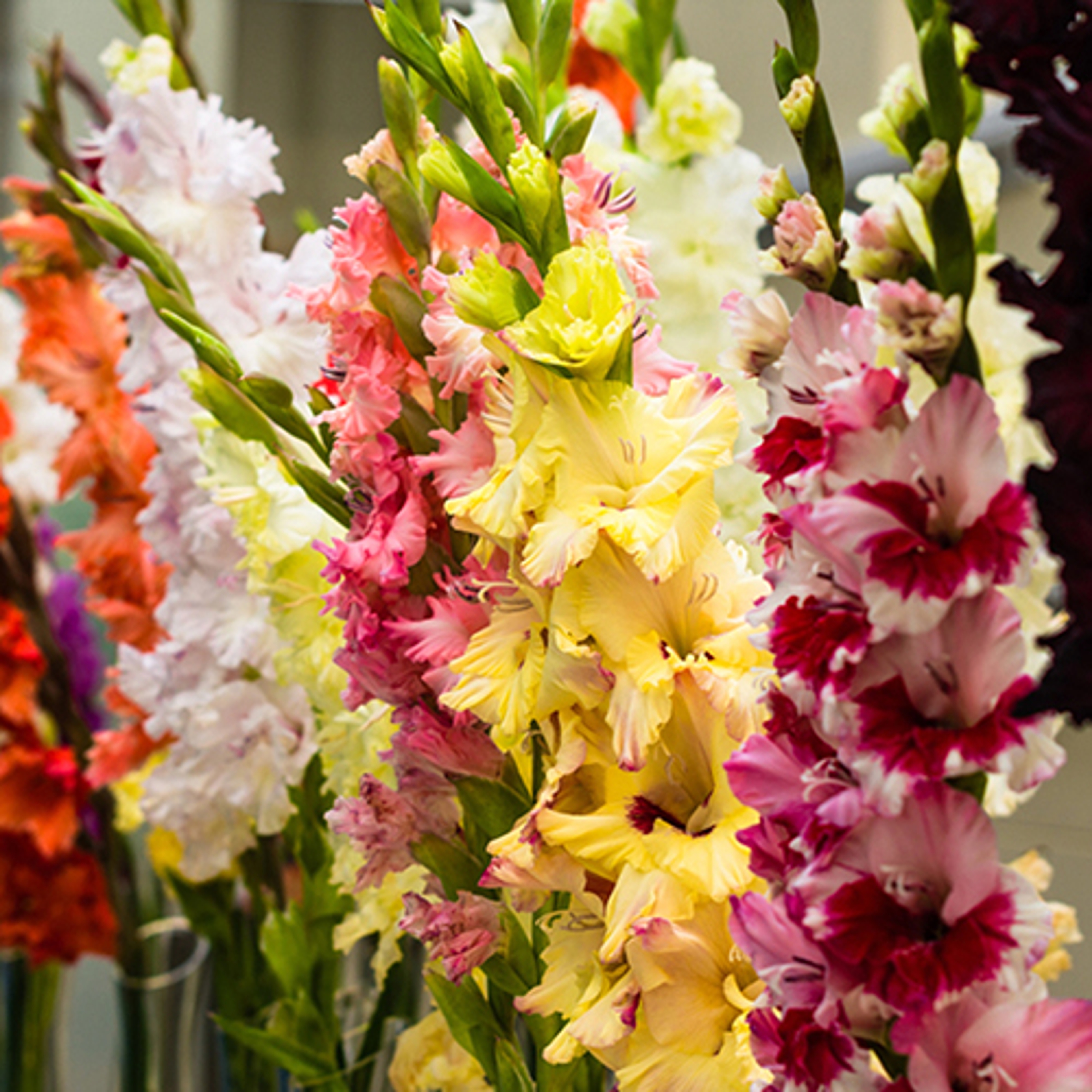 birth flowers gladiolus crop
