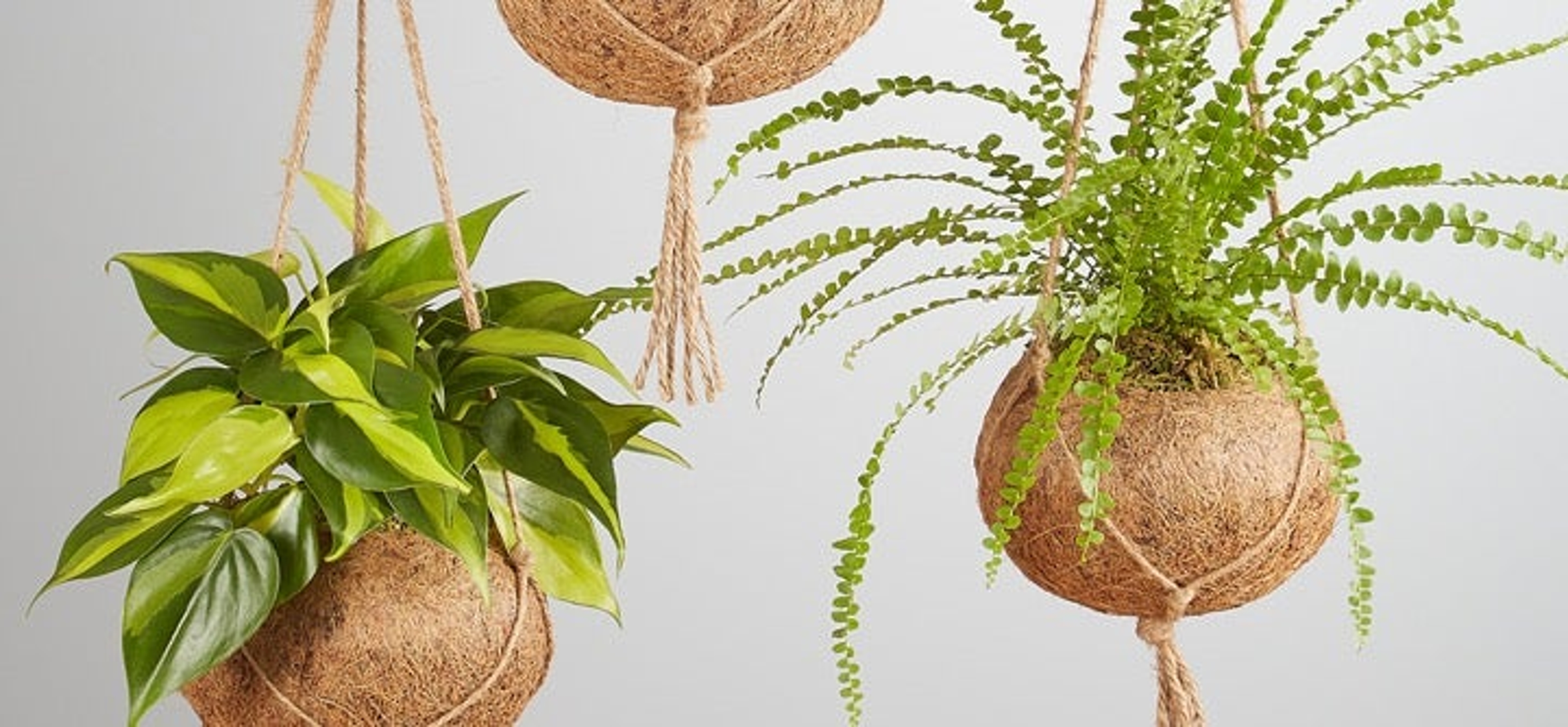 Assortment of hanging planter ferns against a white backdrop