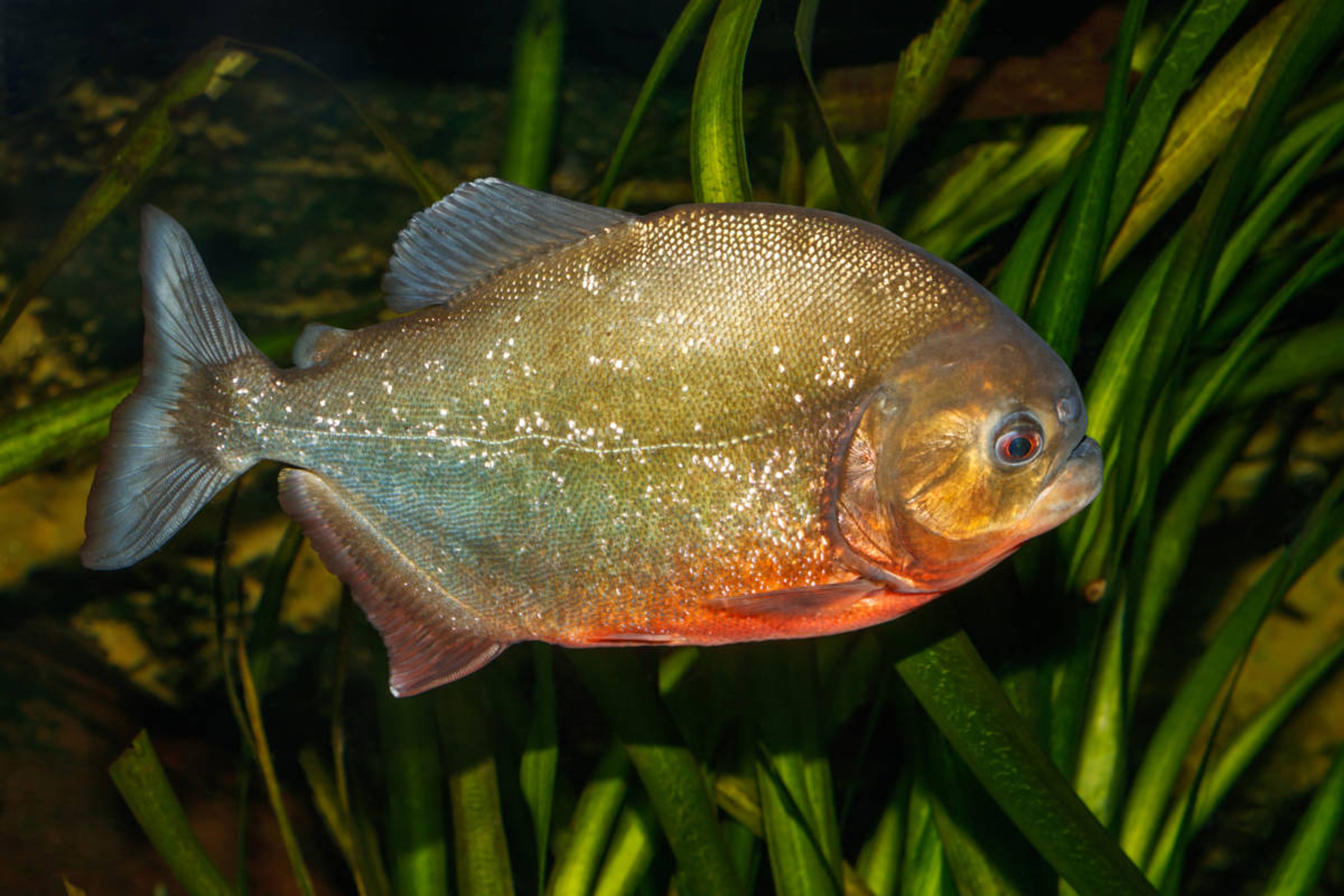 Article Cards Featured Image fish expressions hero pygocentrus nattereri karlsruhe zoo