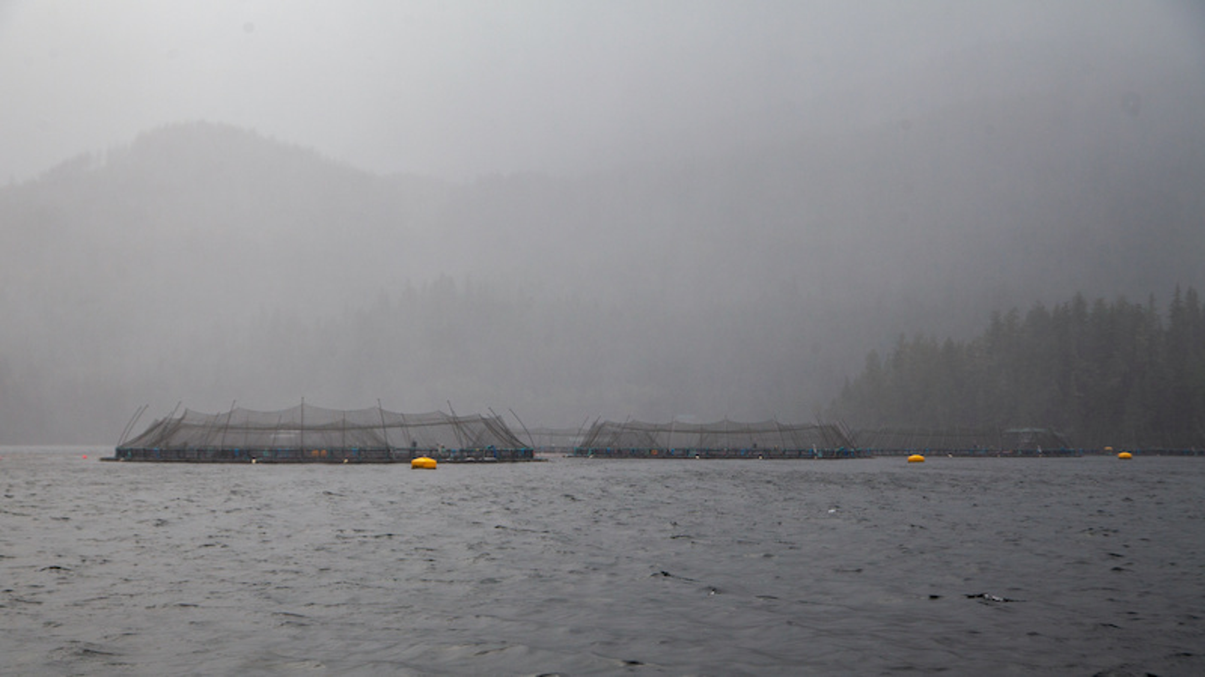 Open net pen salmon farms in the ocean