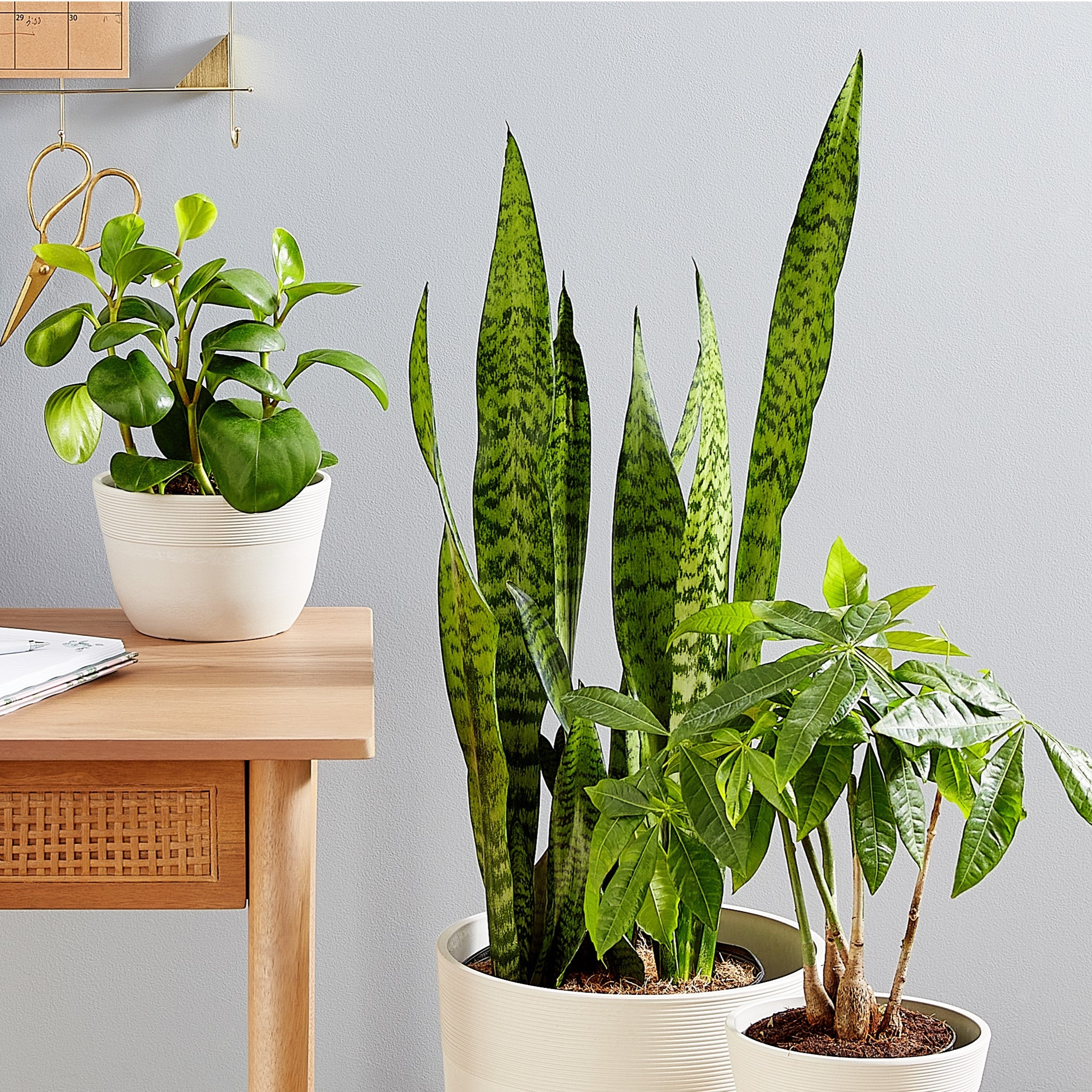 The Baby Rubber Plant Raindrop Peperomia , Snake Floor Plant Sansevieria , and Money Tree Plant.