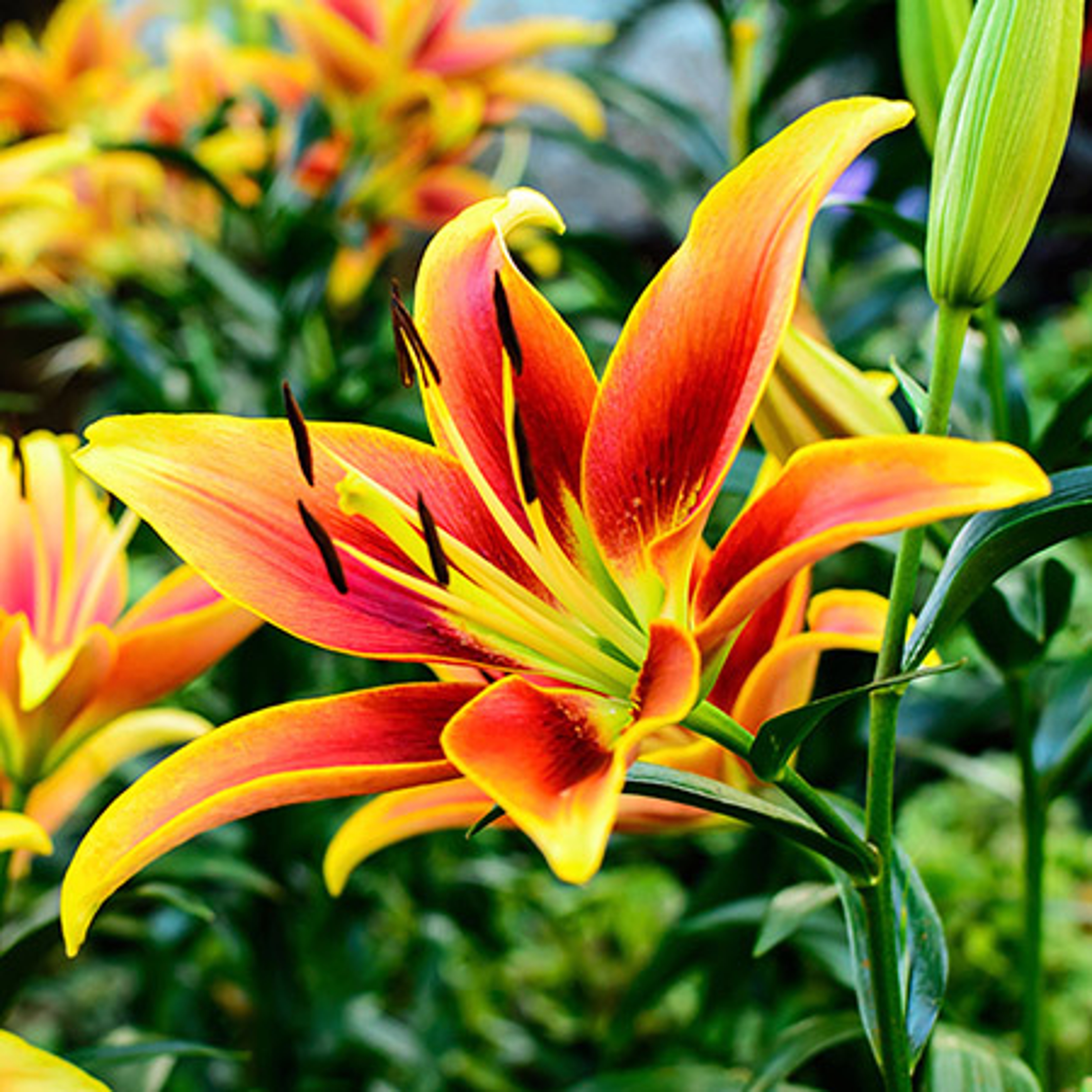 beautiful flowers lily