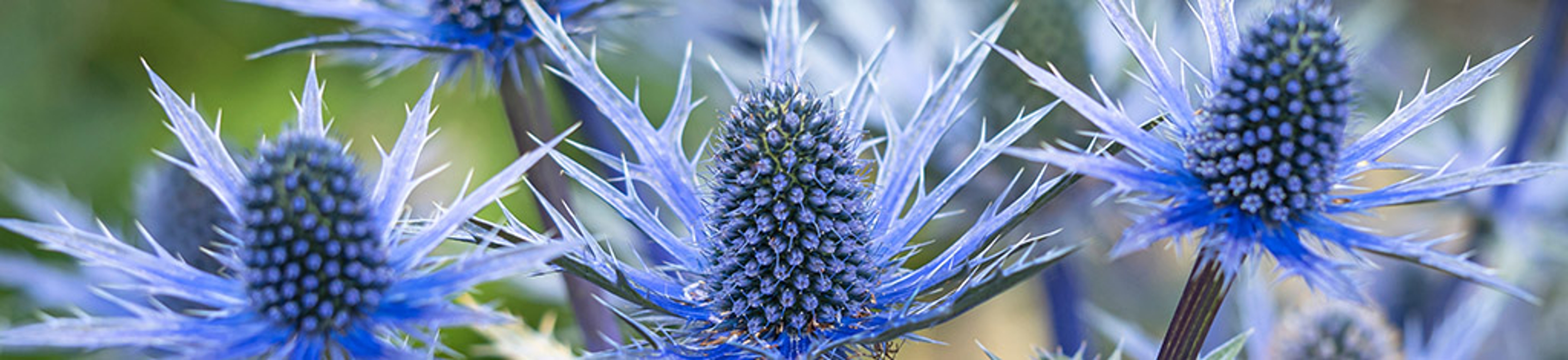 Closeup of the flowers and bracts of sea holly, Eryngium x zabelii variety Big Blue