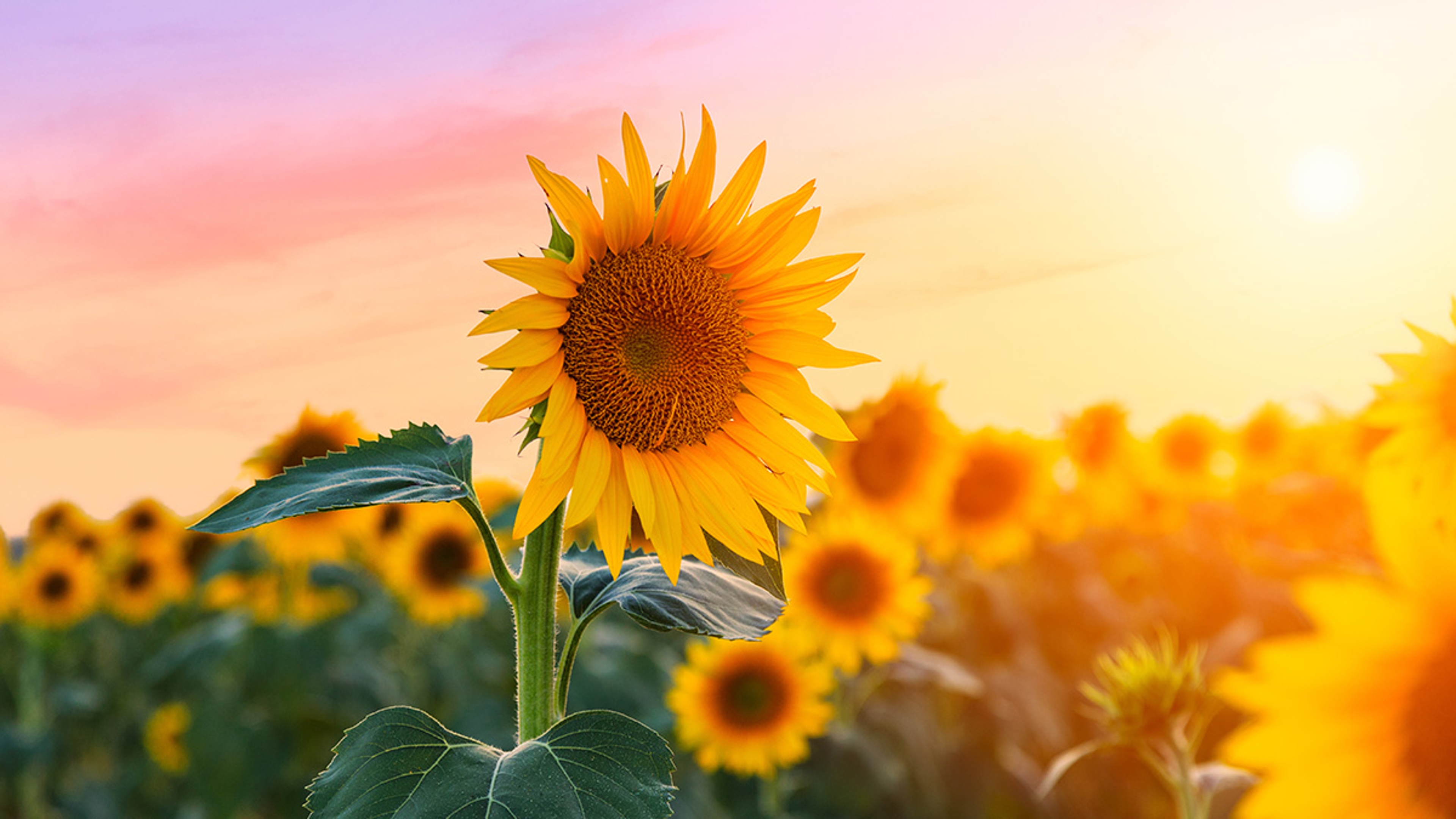 A beautiful sunflower field near Valensole, Provence, France