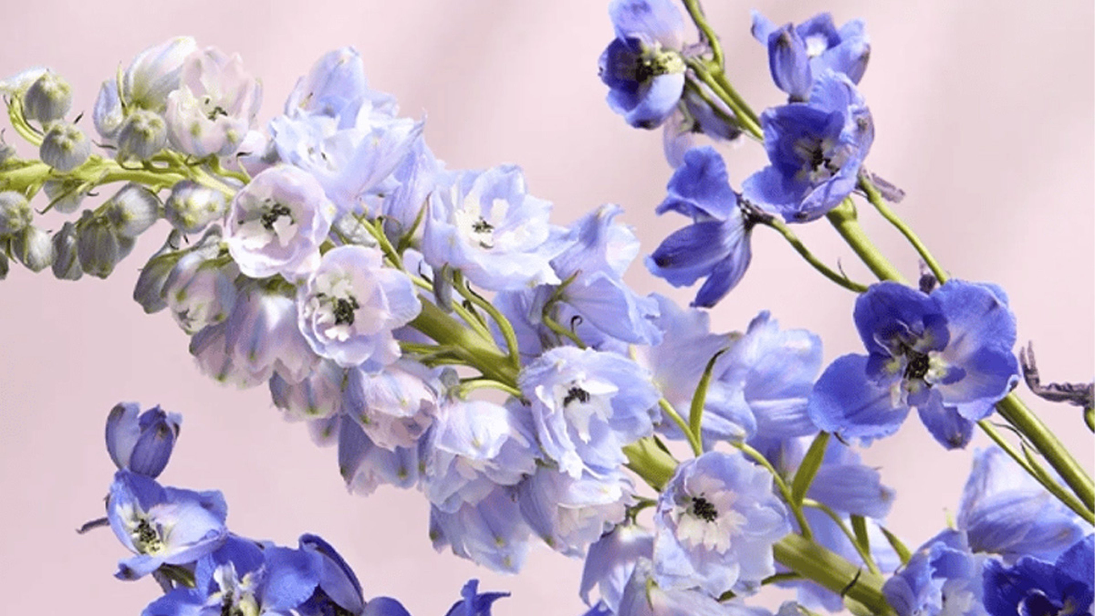 Article Cards Featured Image Delphinium Flower of the Year Hero Background