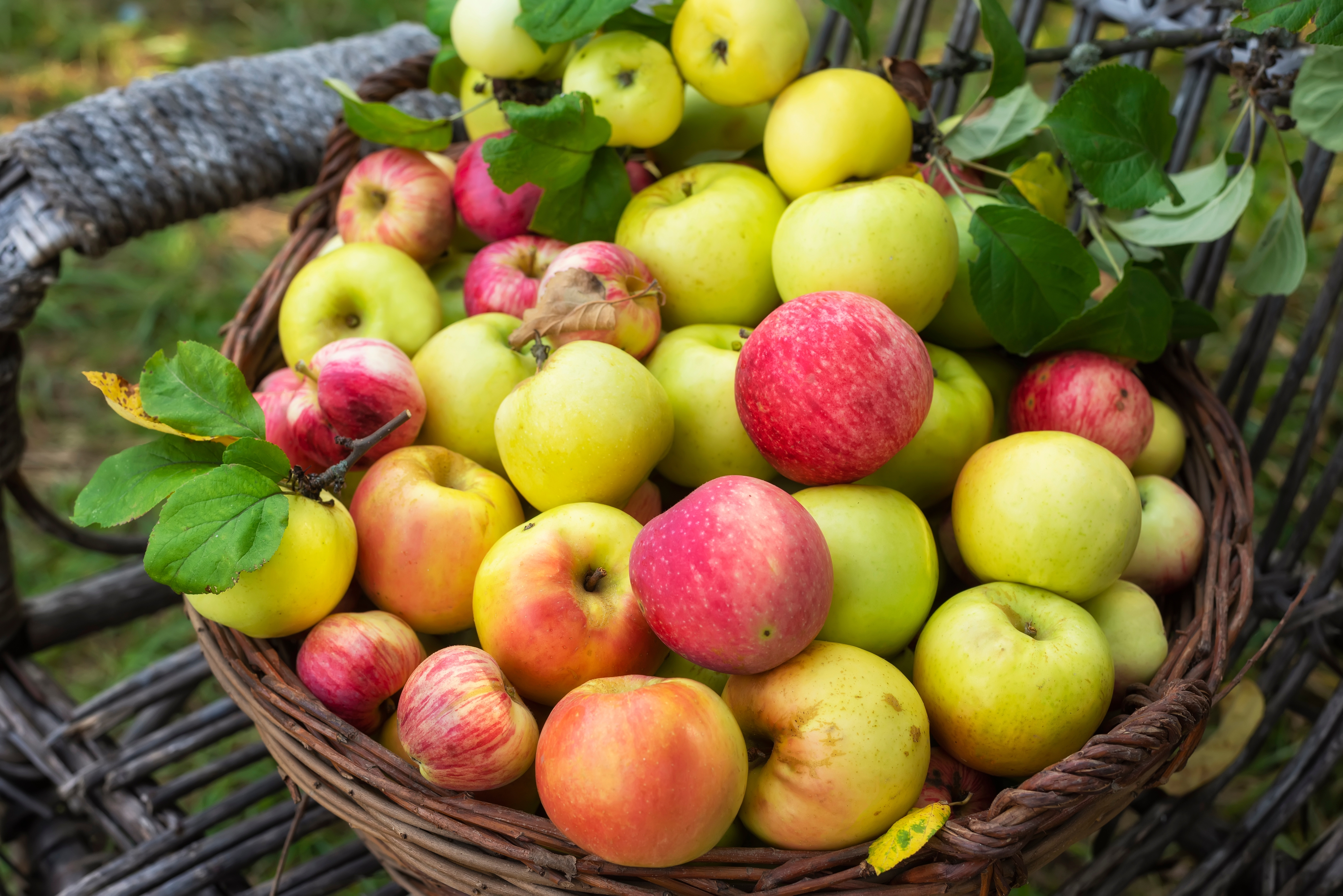 types of apples basket of ripen apples