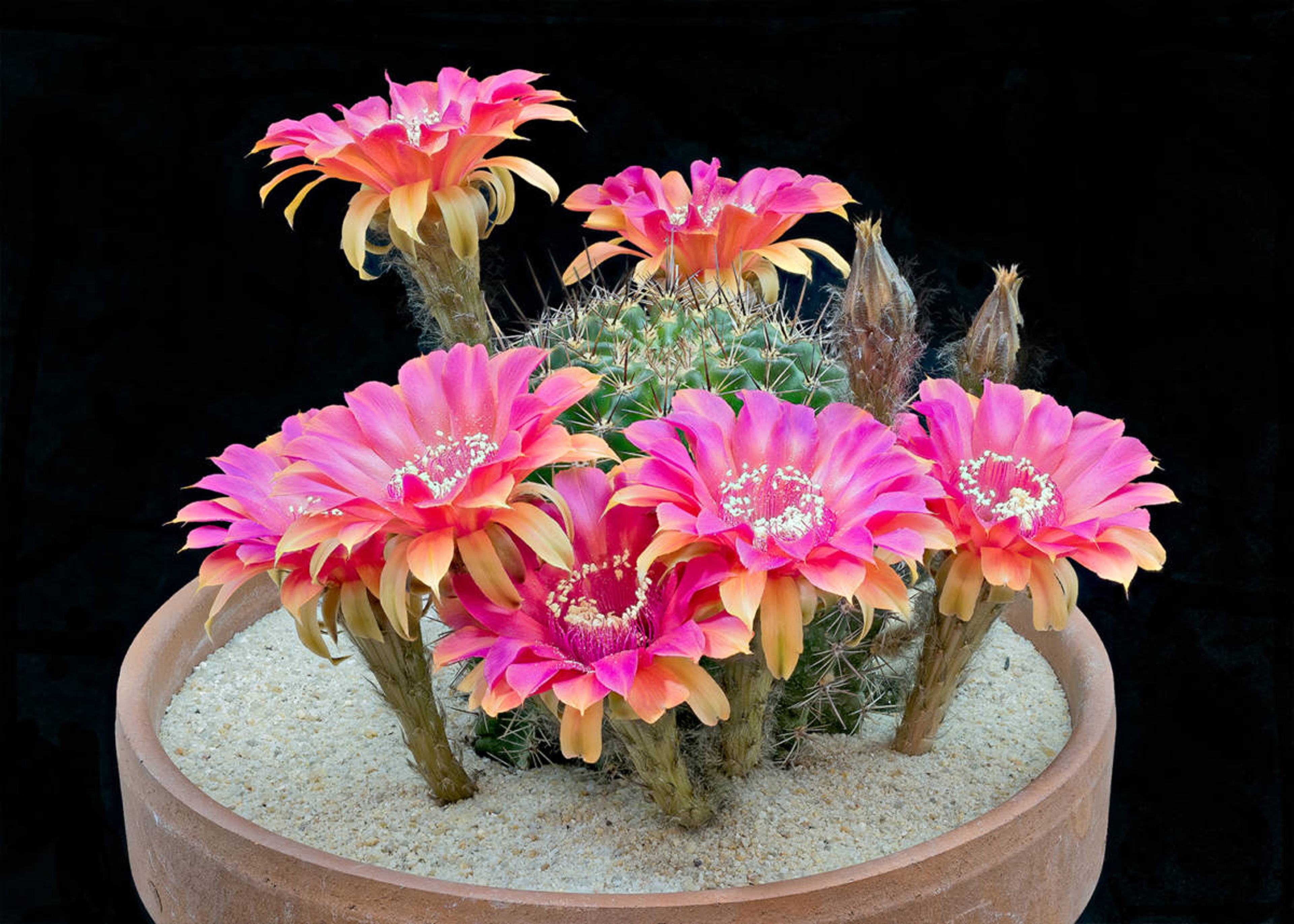 Article Cards Featured Image Intrigue pink flower echinopsis