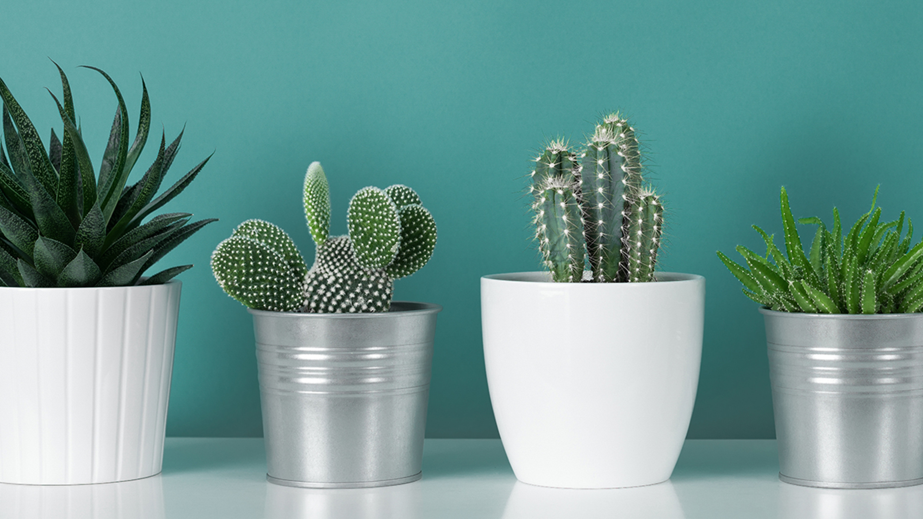 Article Cards Featured Image Modern room decoration. Collection of various potted cactus house plants on white shelf against pastel turquoise colored wall. Cactus plants banner.