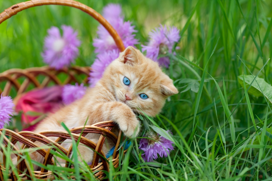 Cat high quality and flowers