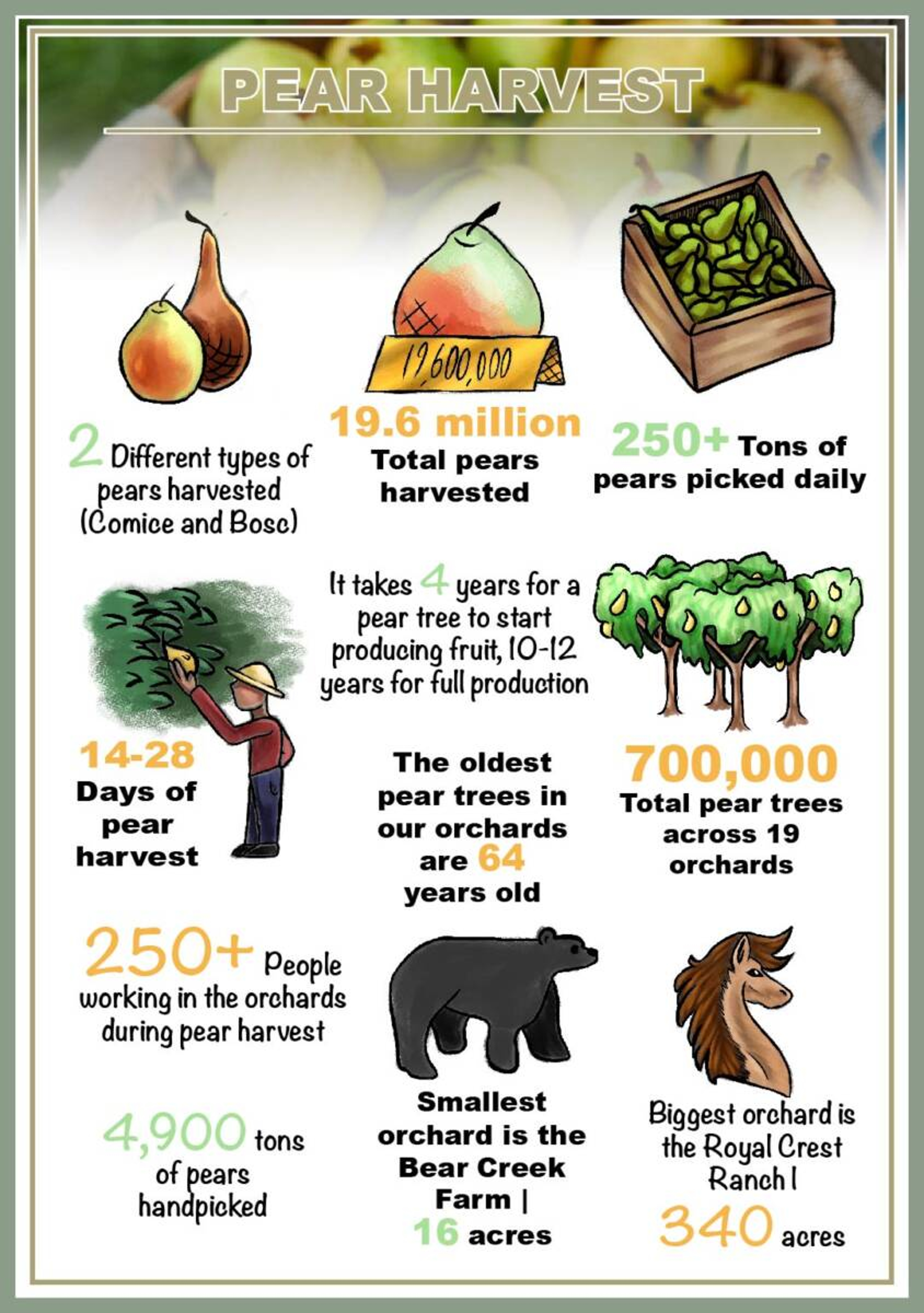 pear harvest Infographic