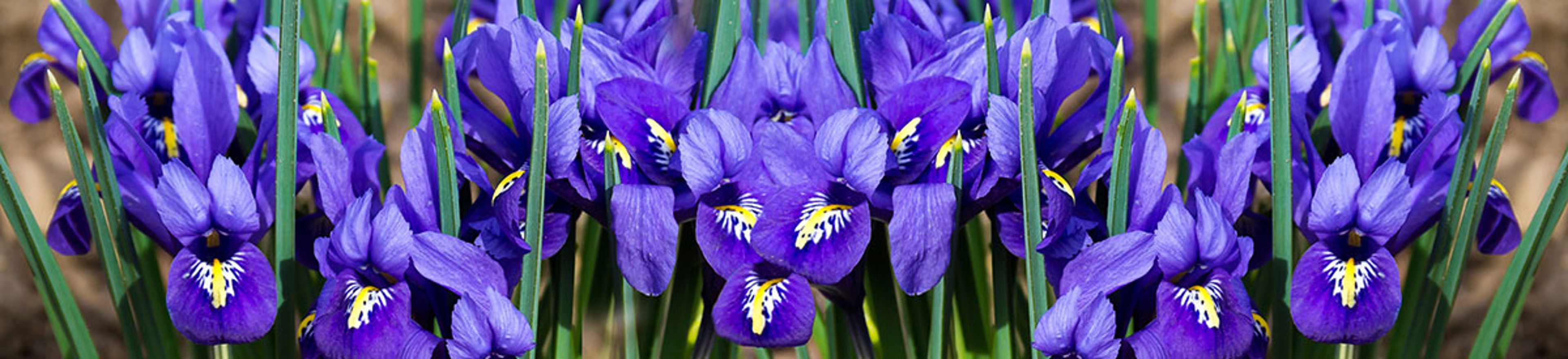 popular flower types iris