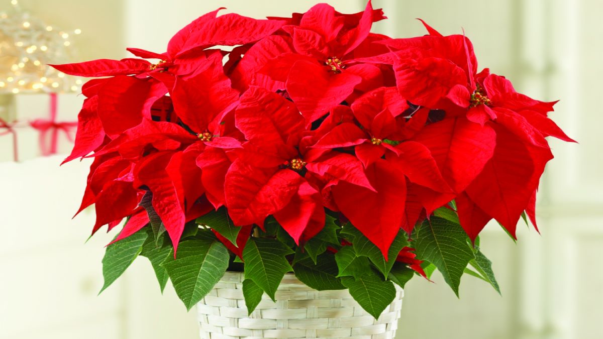 Popular Christmas Flowers to Decorate with Petal Talk
