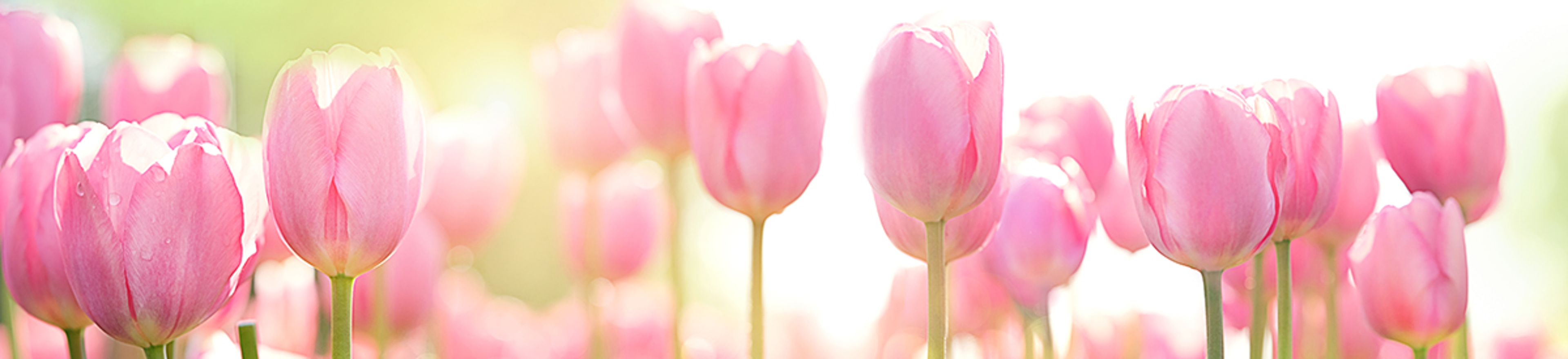 There are more than  types of tulips, with over , different varieties.