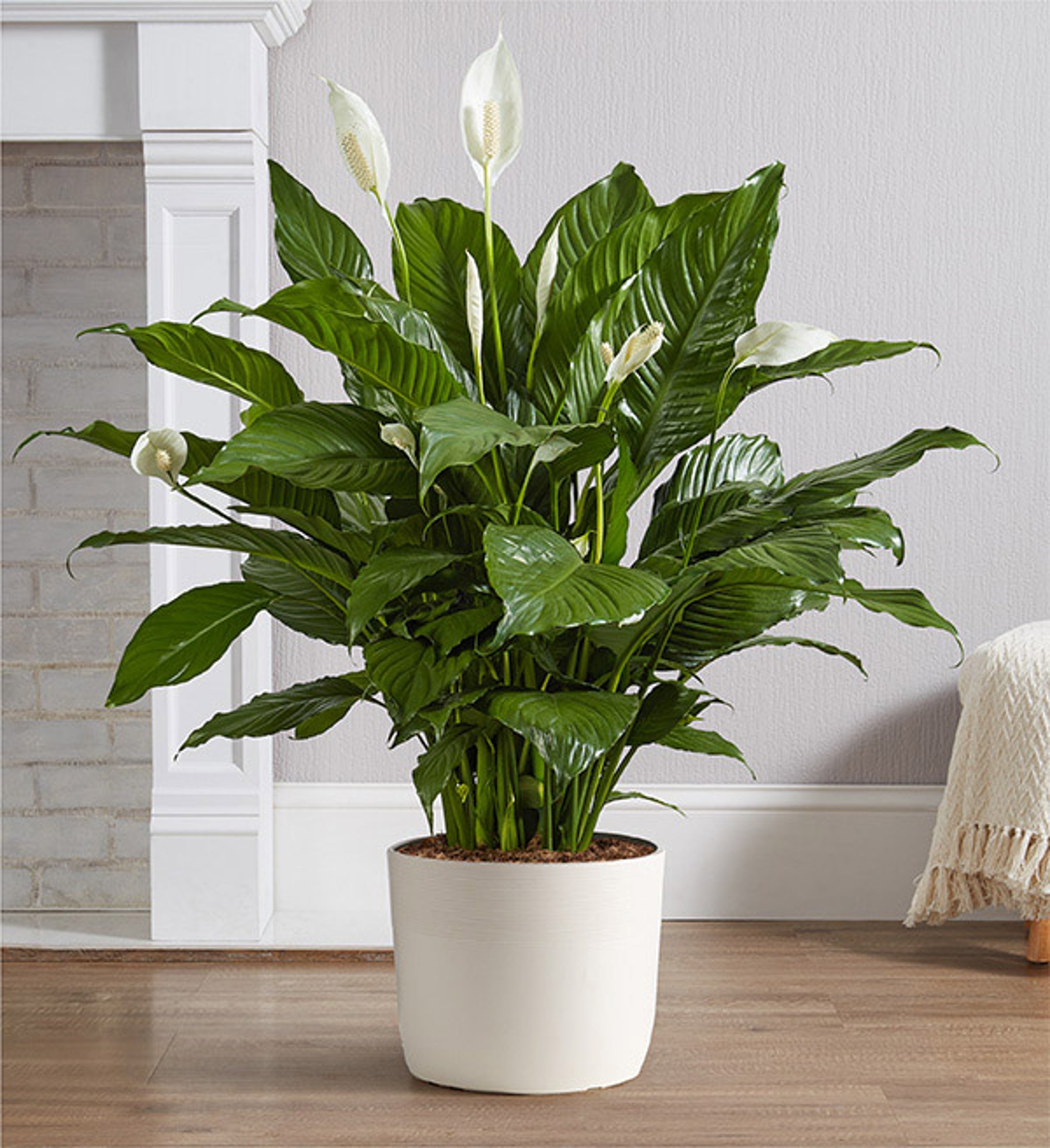 8+ Sympathy Plant
