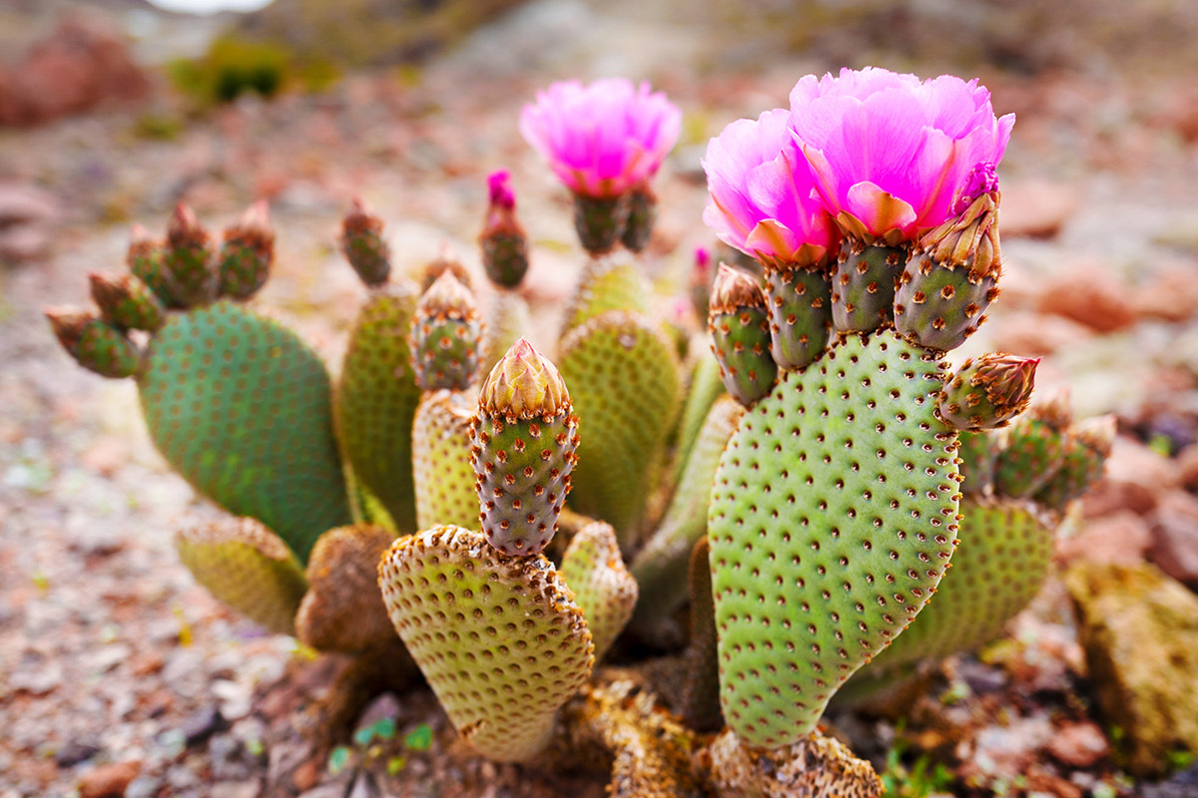 flowers that mean strength flowering cactus