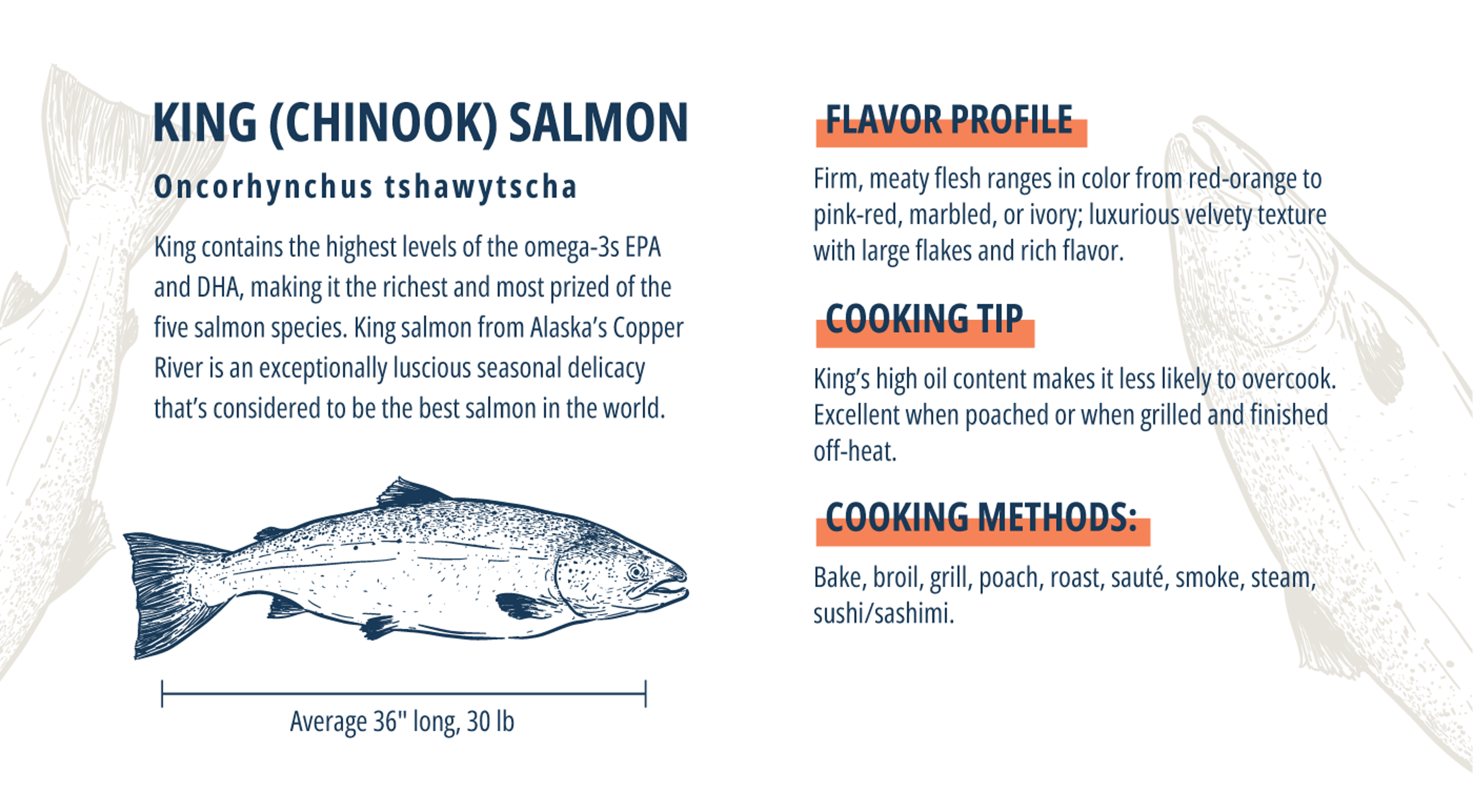 atlantic salmon king salmon infographic