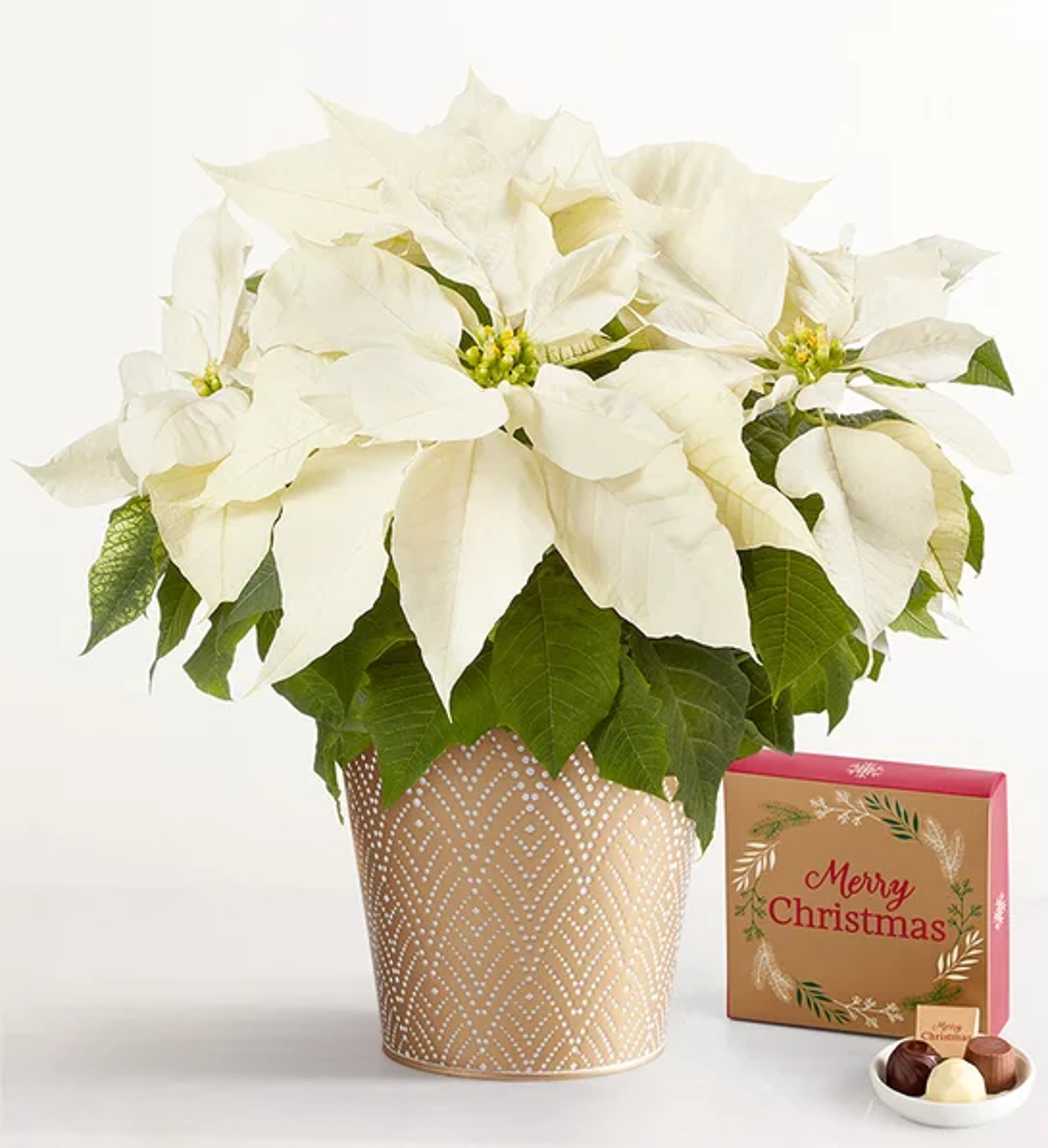 trending christmas flowers and wreaths Silent Night White Poinsettia