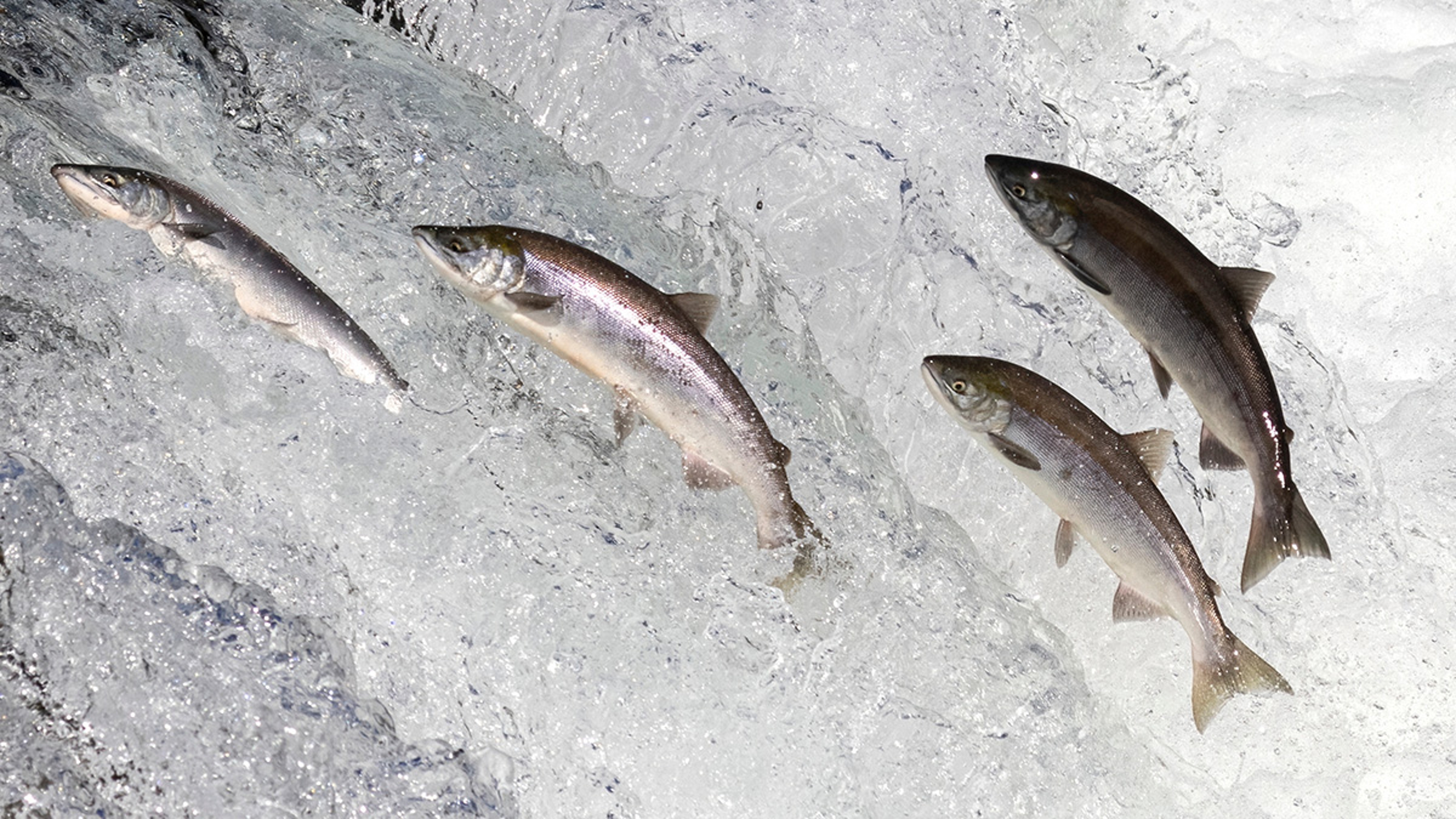 Salmon swimming upstream.