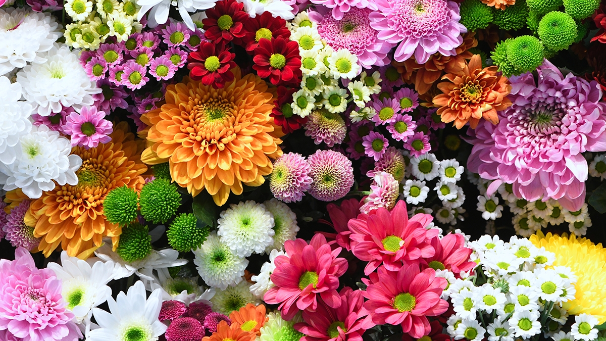 Flower Color Meaning Significance of Flower Colors Petal Talk