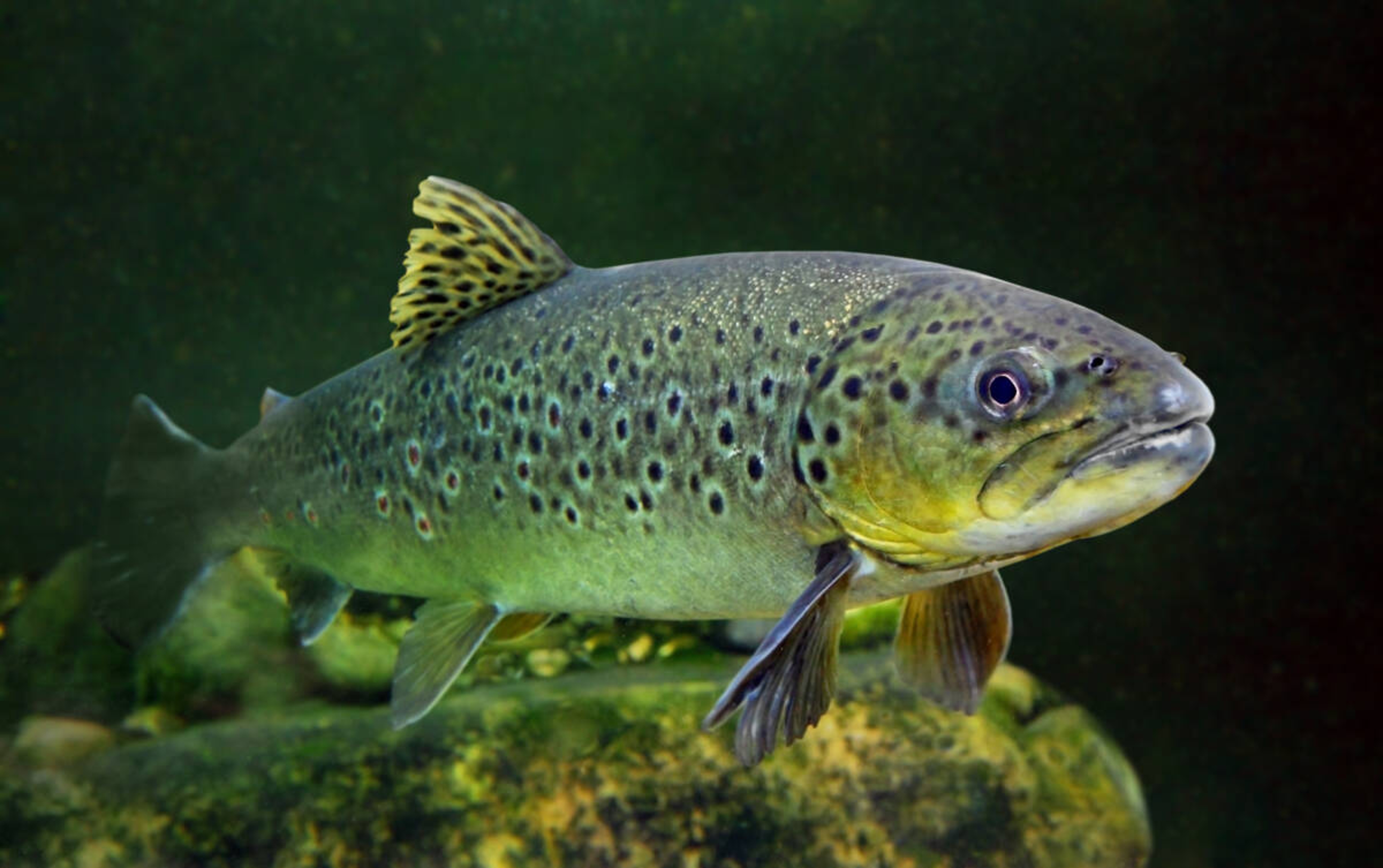 Underwater photo of The Brown Trout Salmo Trutta .