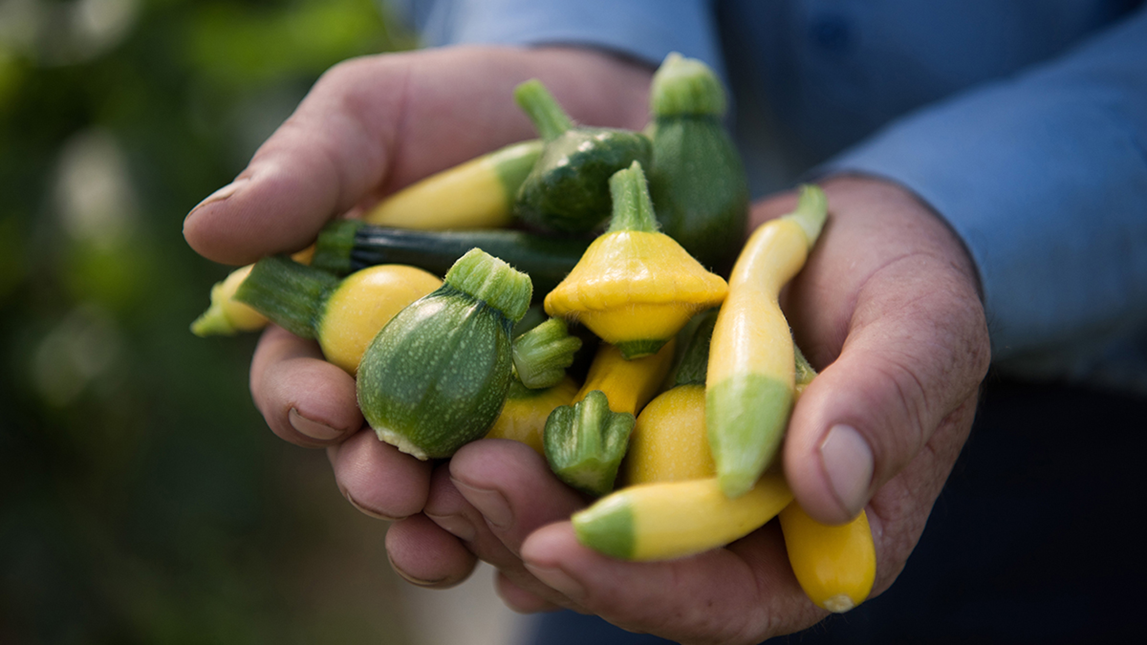 Summer squash in cupped hands.