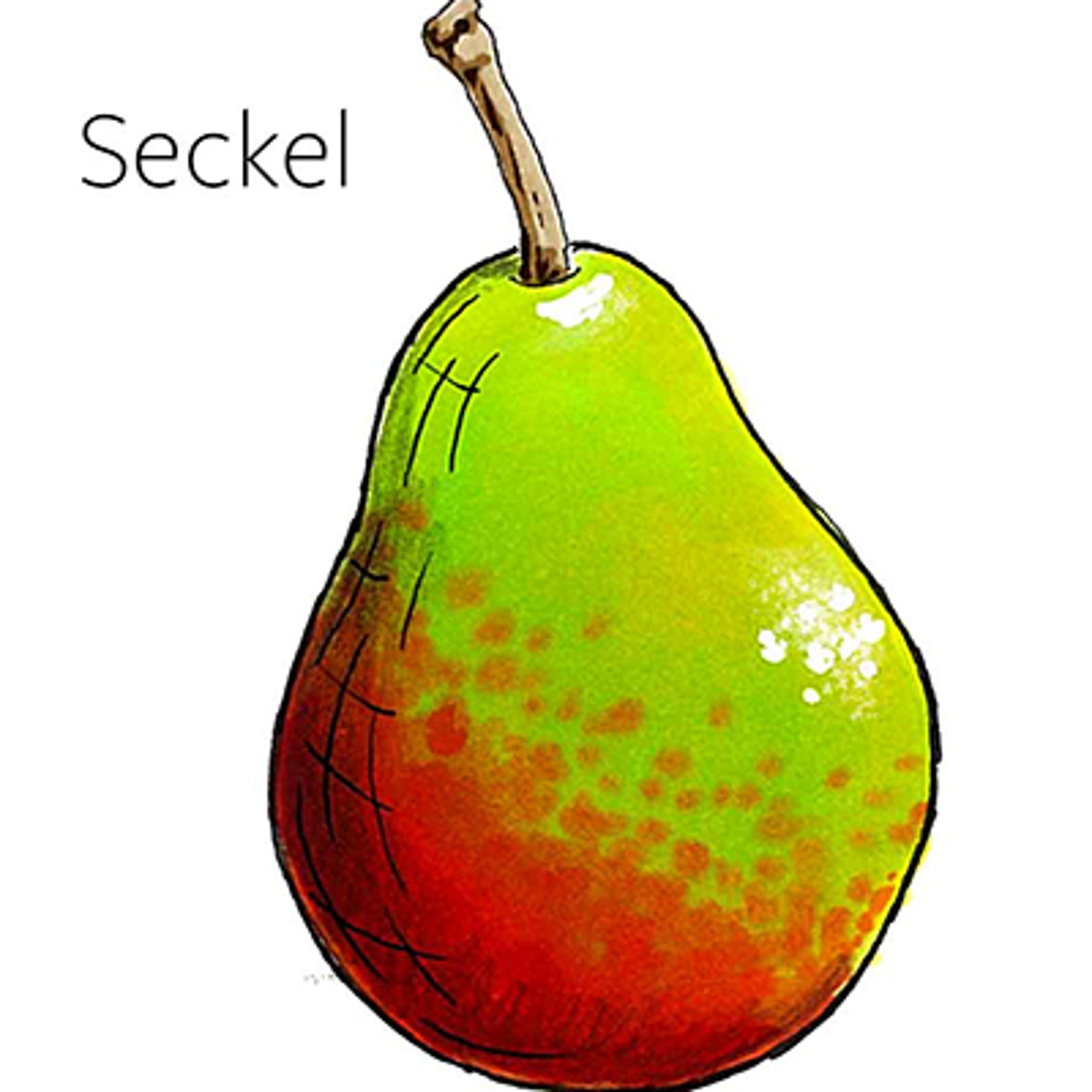 types of pears Seckel