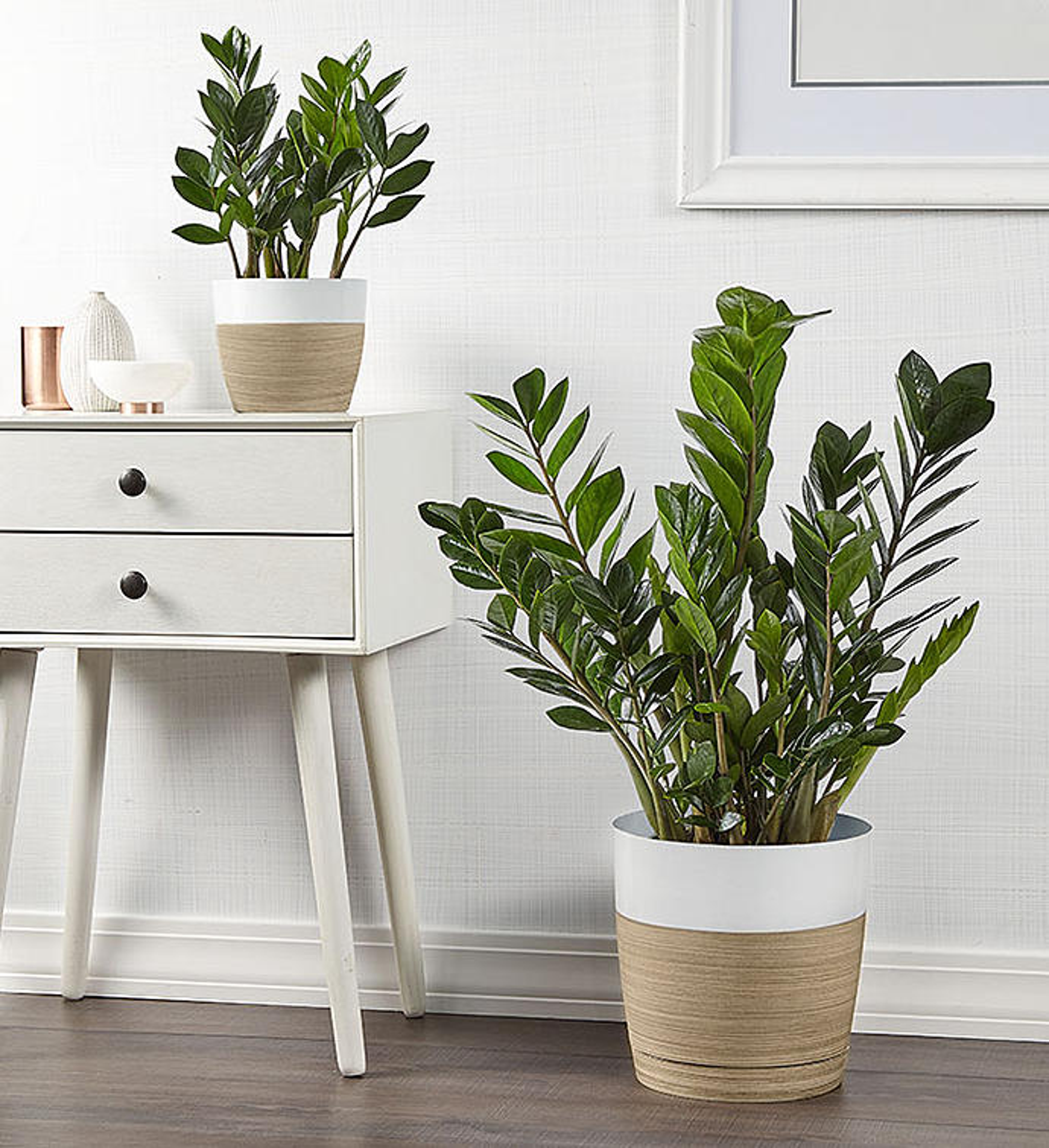 ZZ Plants  ZAMIOCULCAS ZAMIIFOLIA