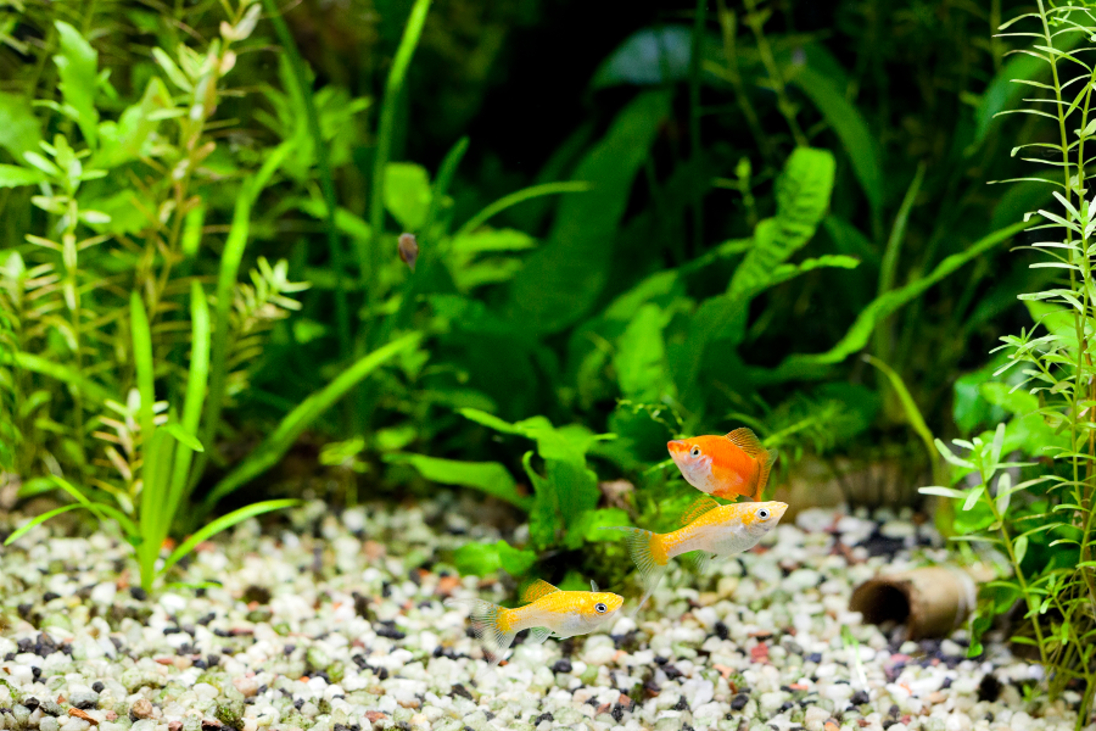 Cremecicle Lyretail Molles and Red Wag Swordtail and swimming in planted fish tank; focus on yellow fishes