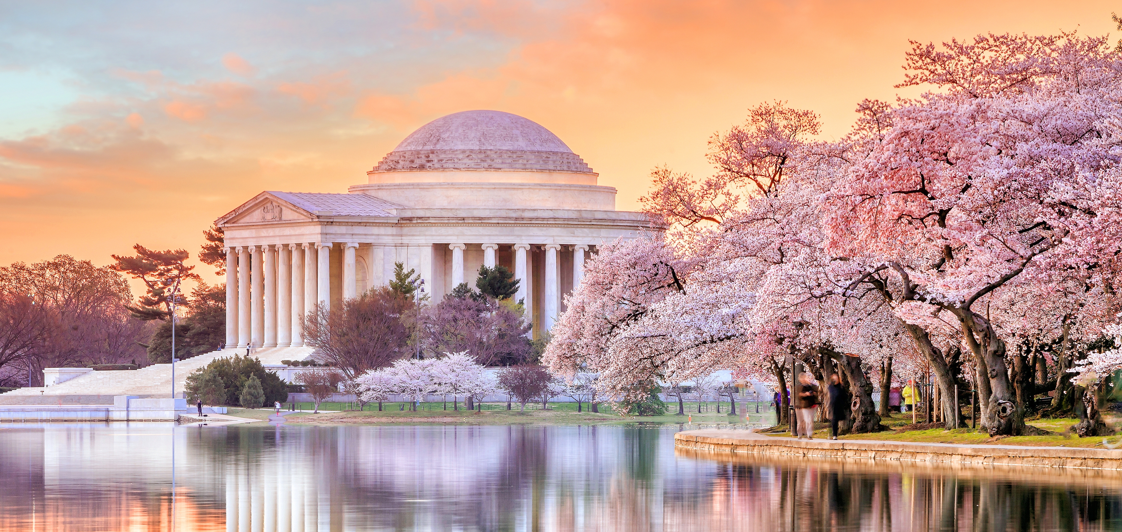 cherry facts cherry blossom trees jefferson memorial