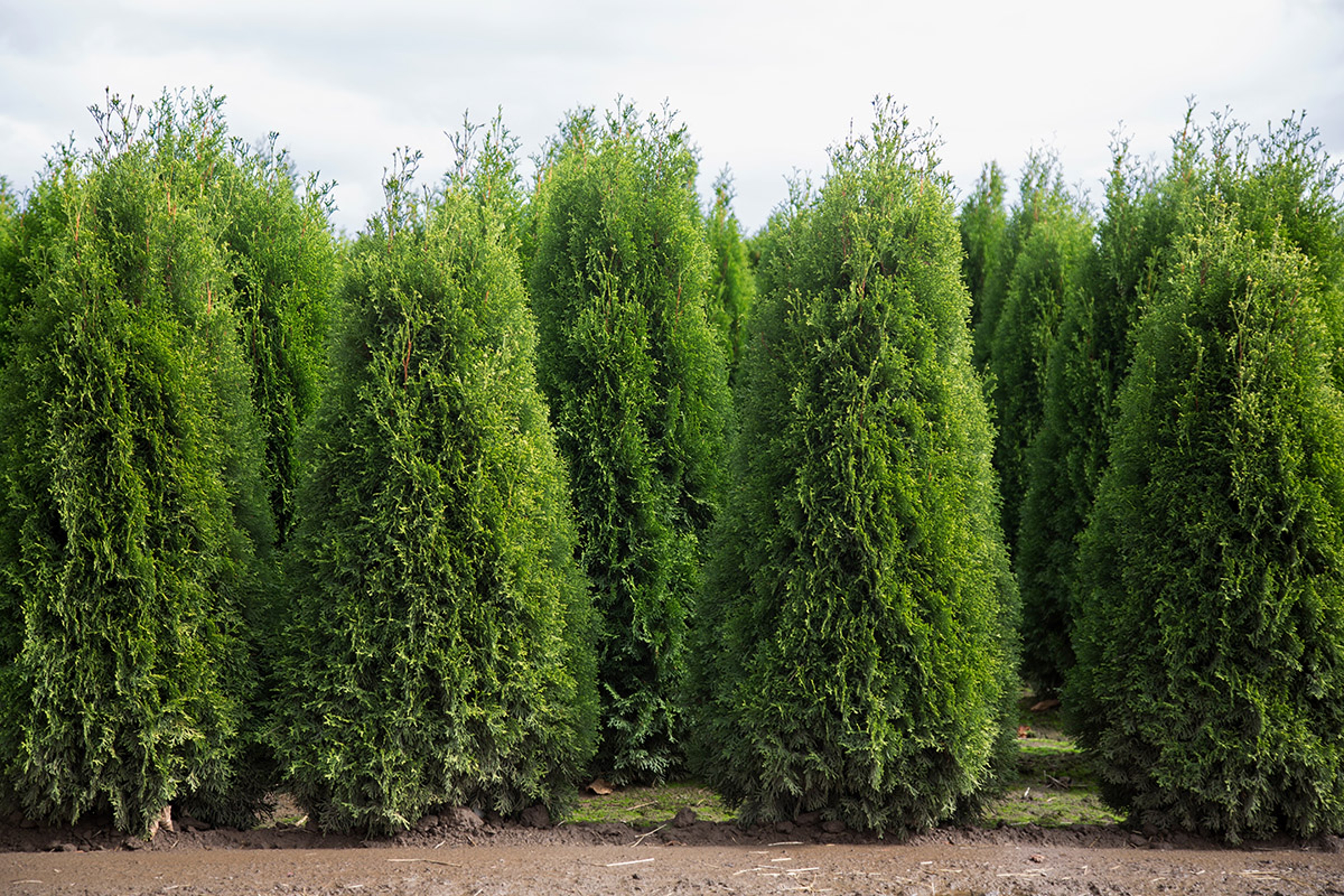 types of christmas trees leyland cypress