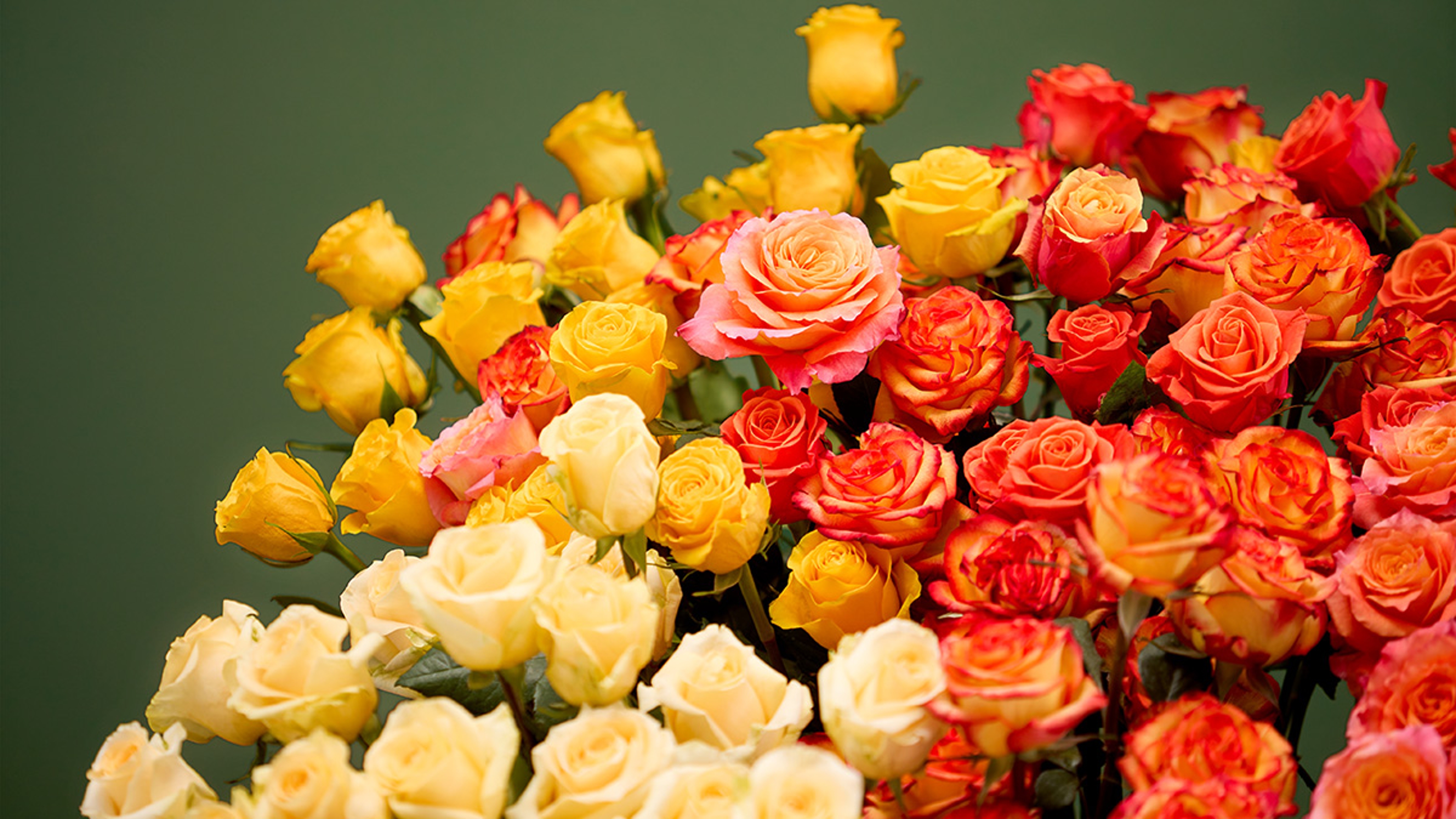 Article Cards Featured Image how to say rose in different languages hero