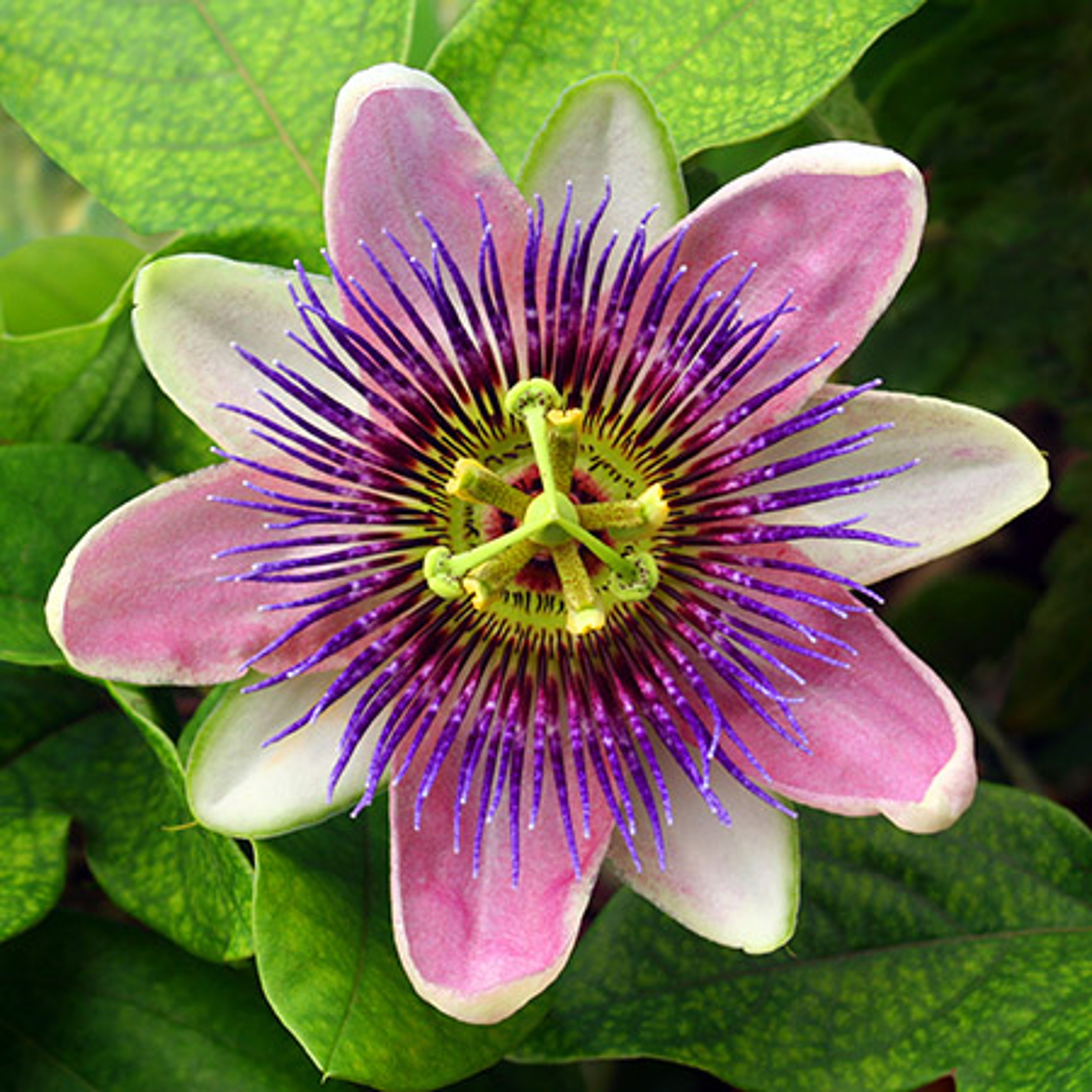 Passion flower passiflora