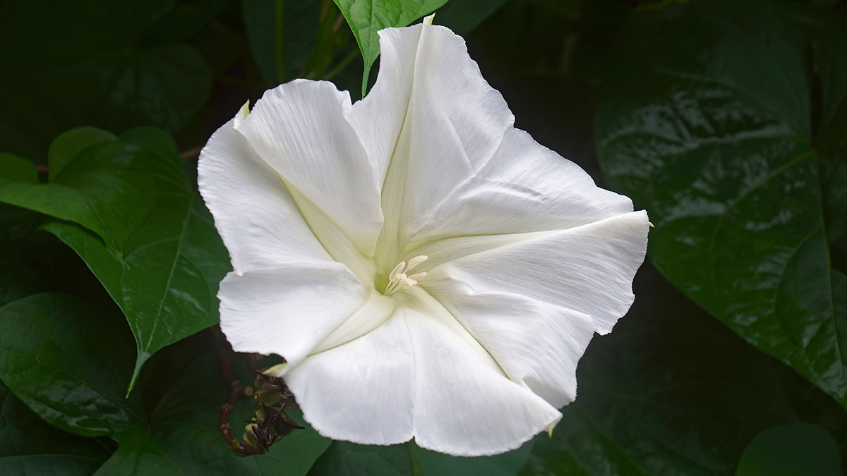 Tropical white morning glory Ipomoea alba . Called Moonflower a