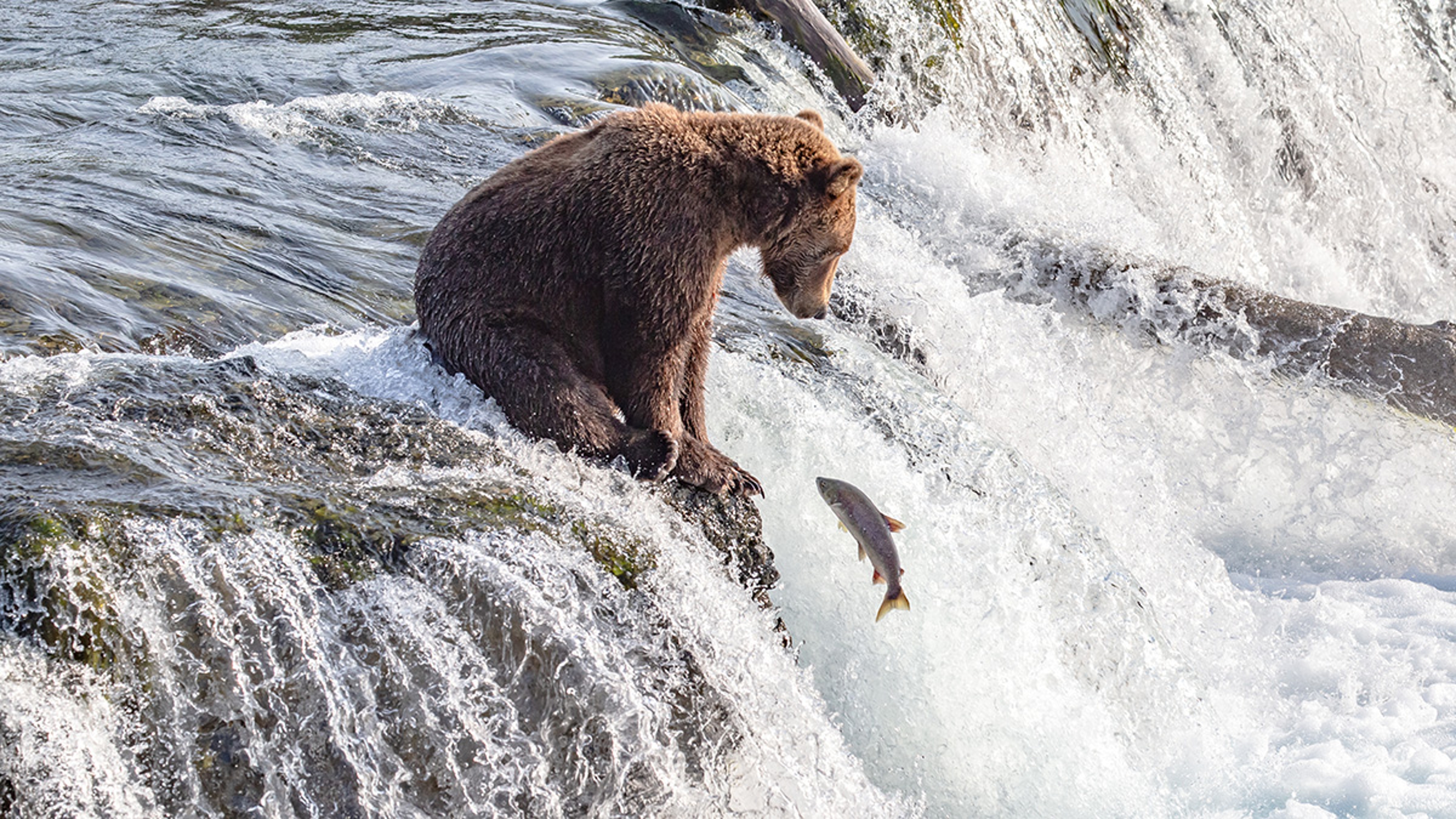 Article Cards Featured Image salmon and bear interview river