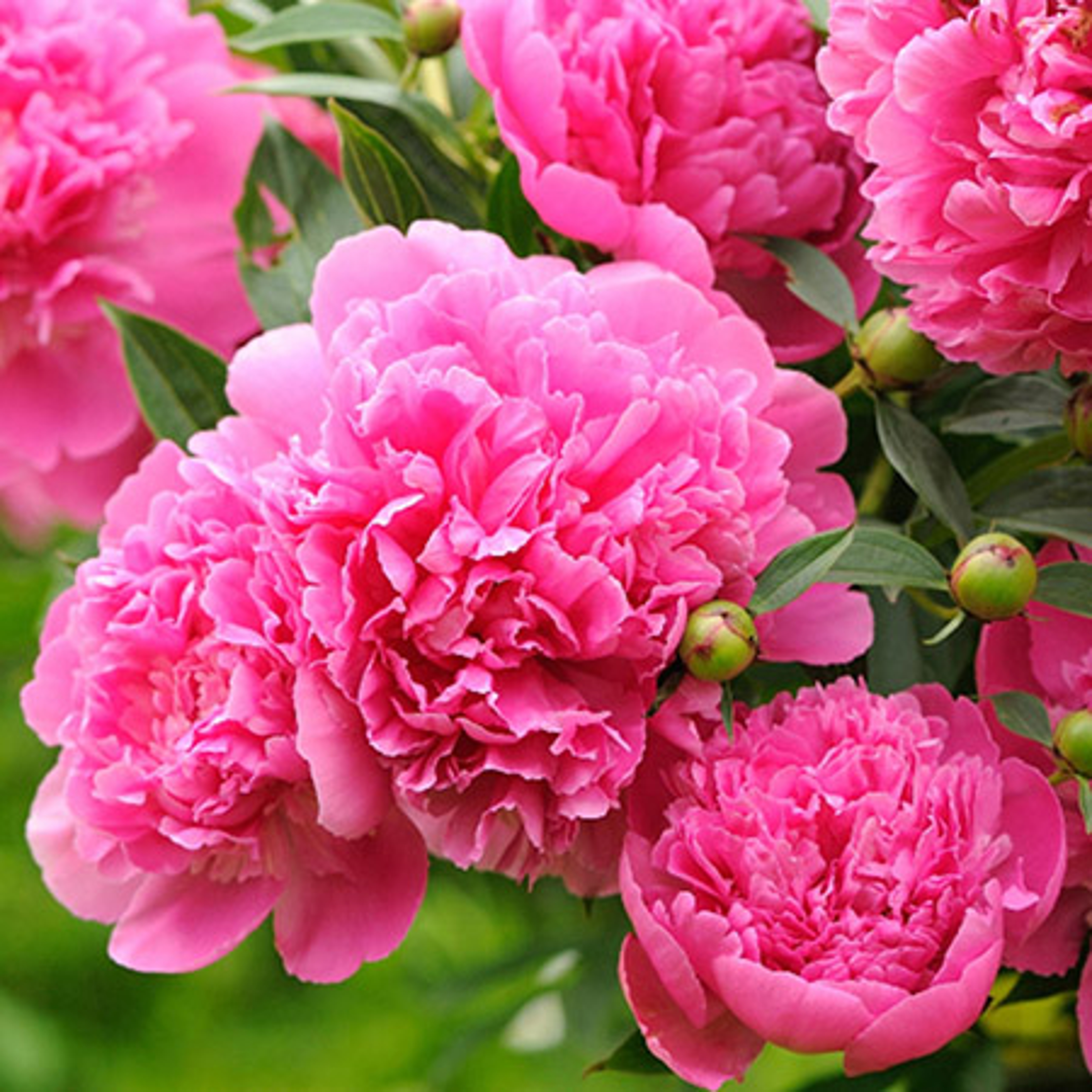 beautiful flowers peony