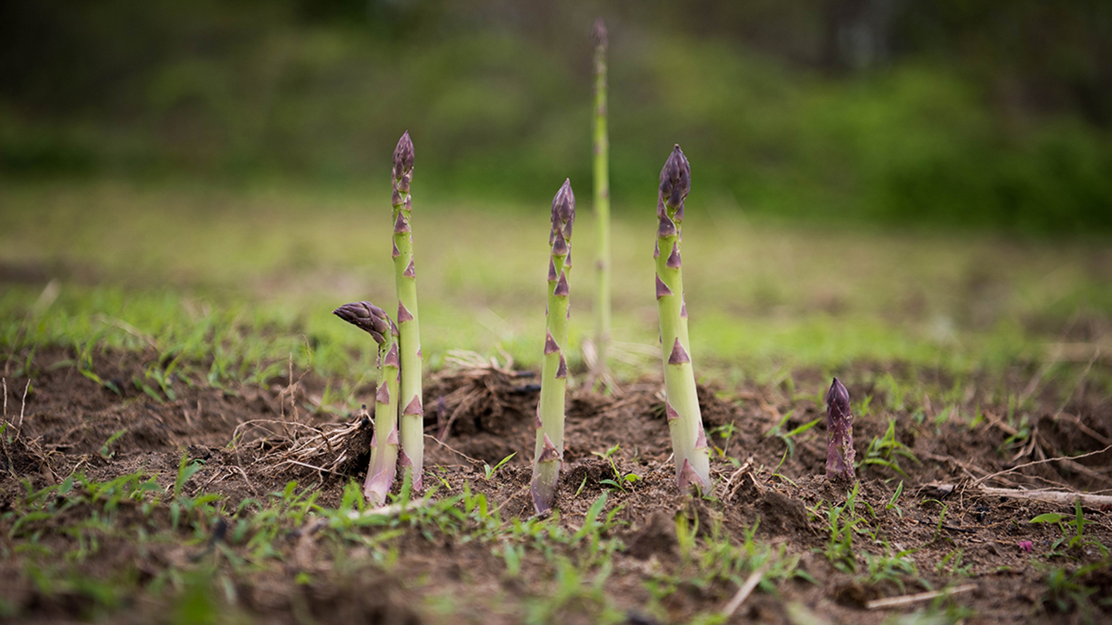 Article Cards Featured Image asparagus in ground