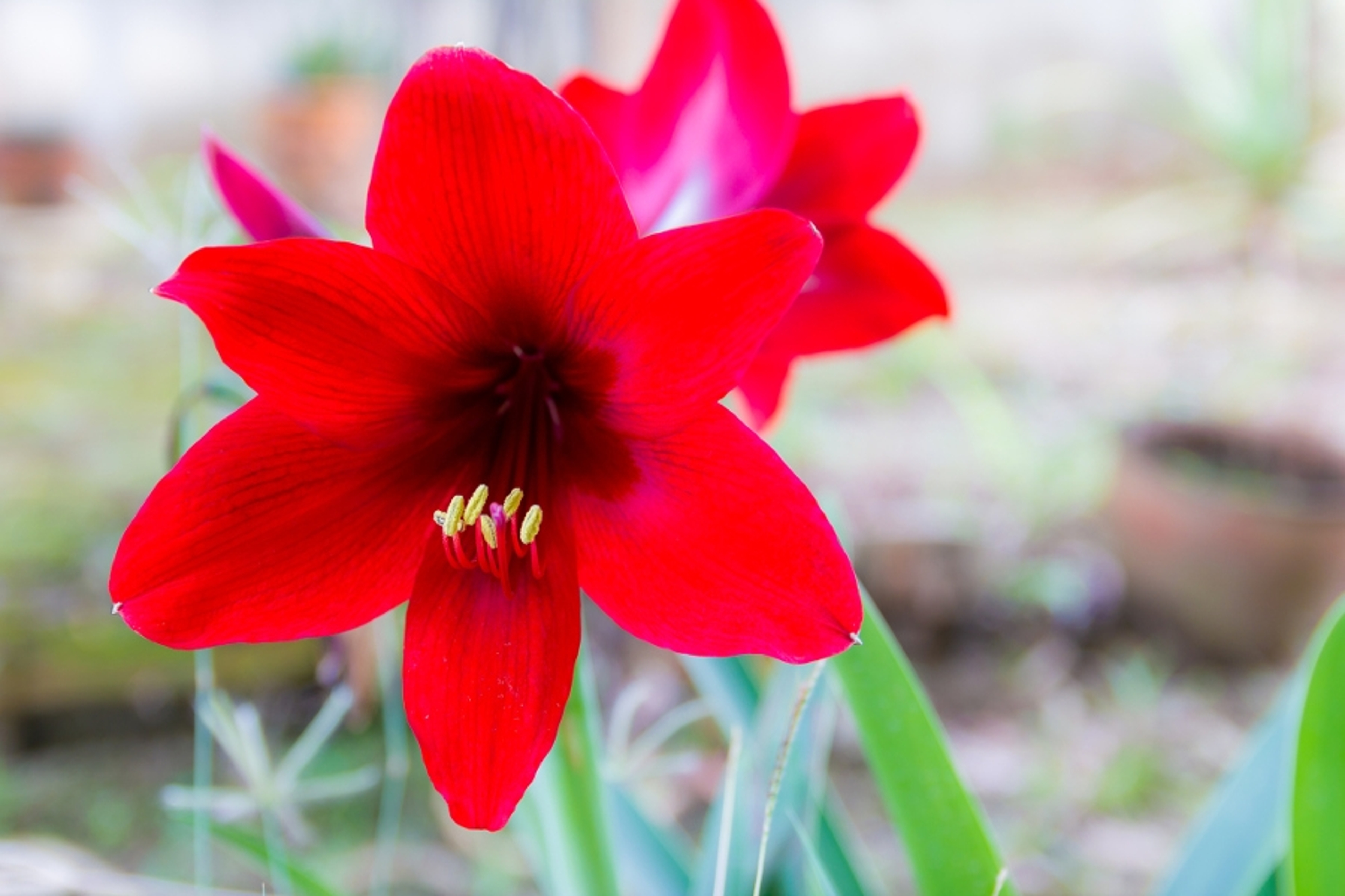 flowers that mean strength amaryllis