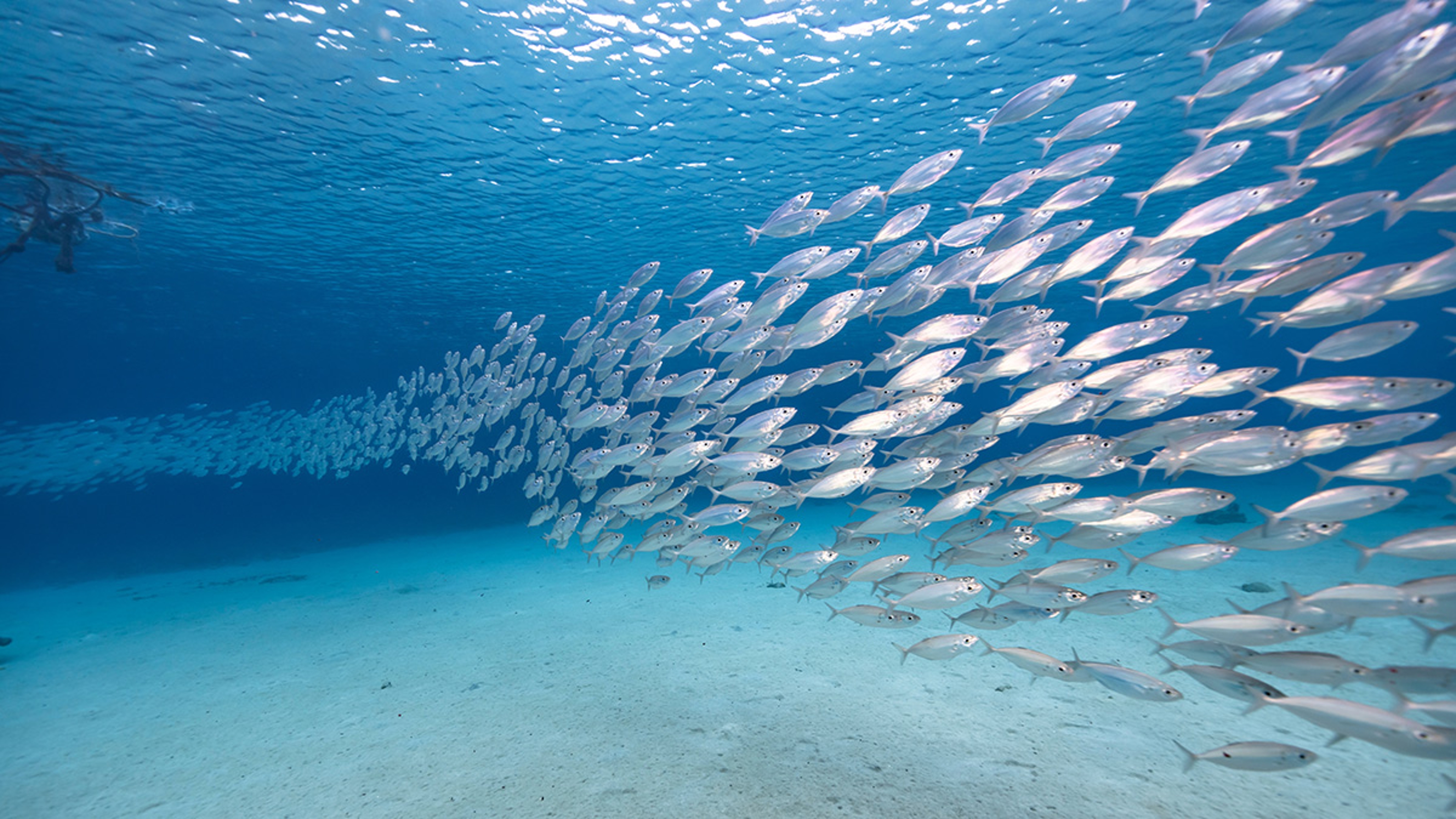 School of fish swimming the ocean.