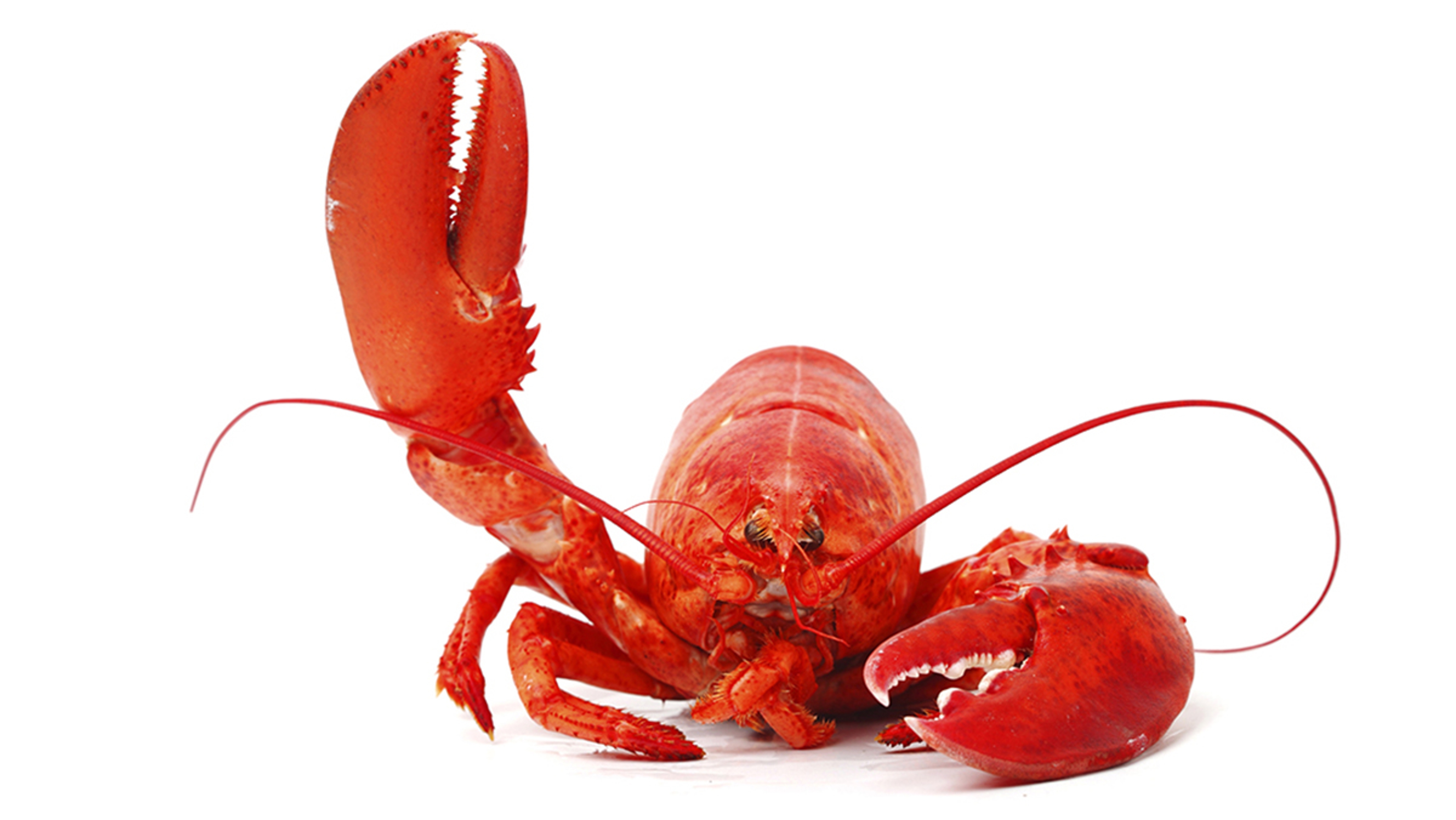 Lobster Lobster