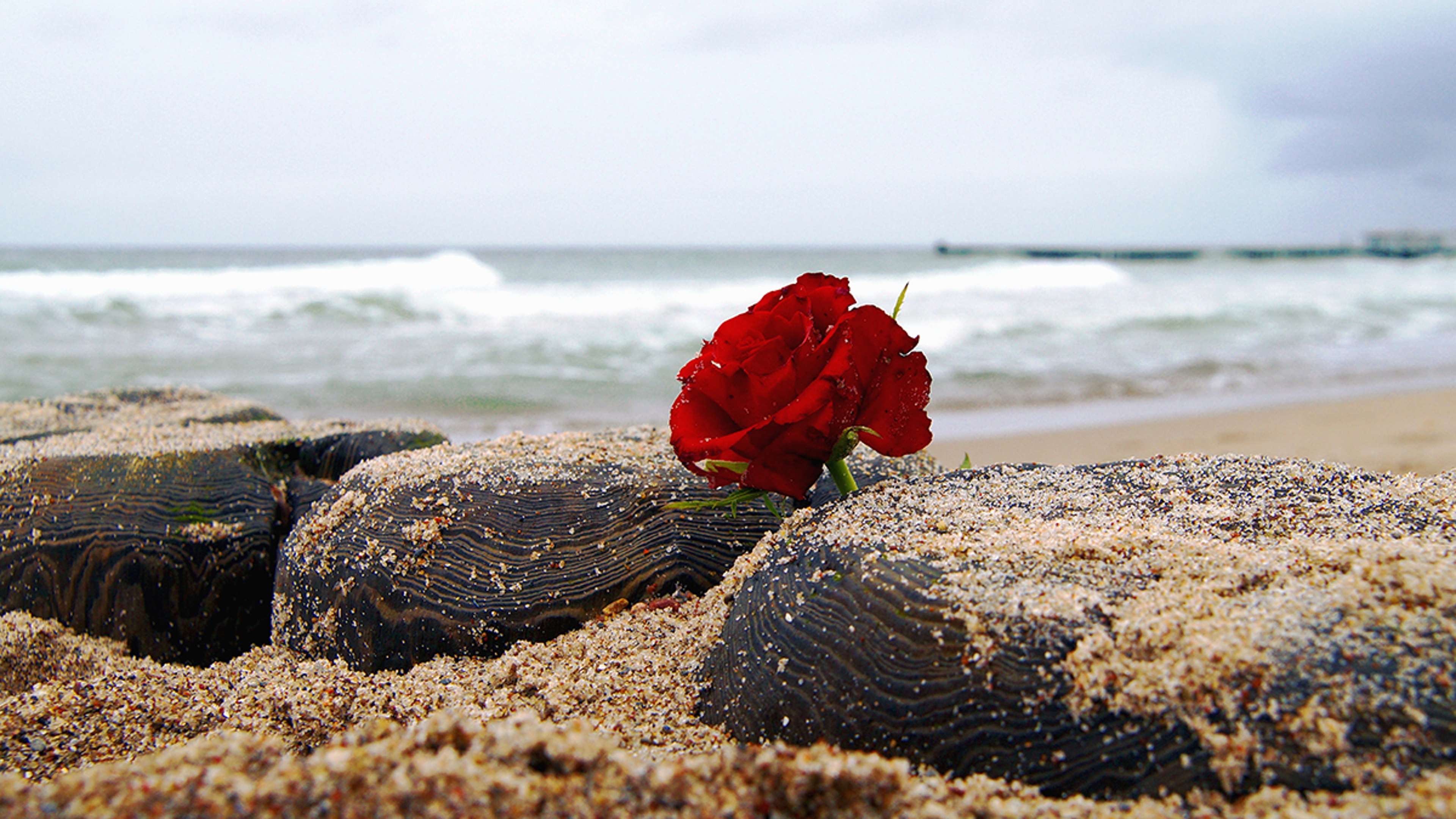 Article Cards Featured Image Red rose on beach