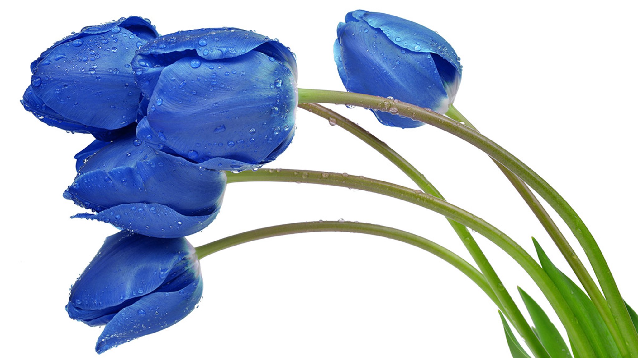 Tulipop Color Learn All About Each Tulip Color Meaning | Petal Talk