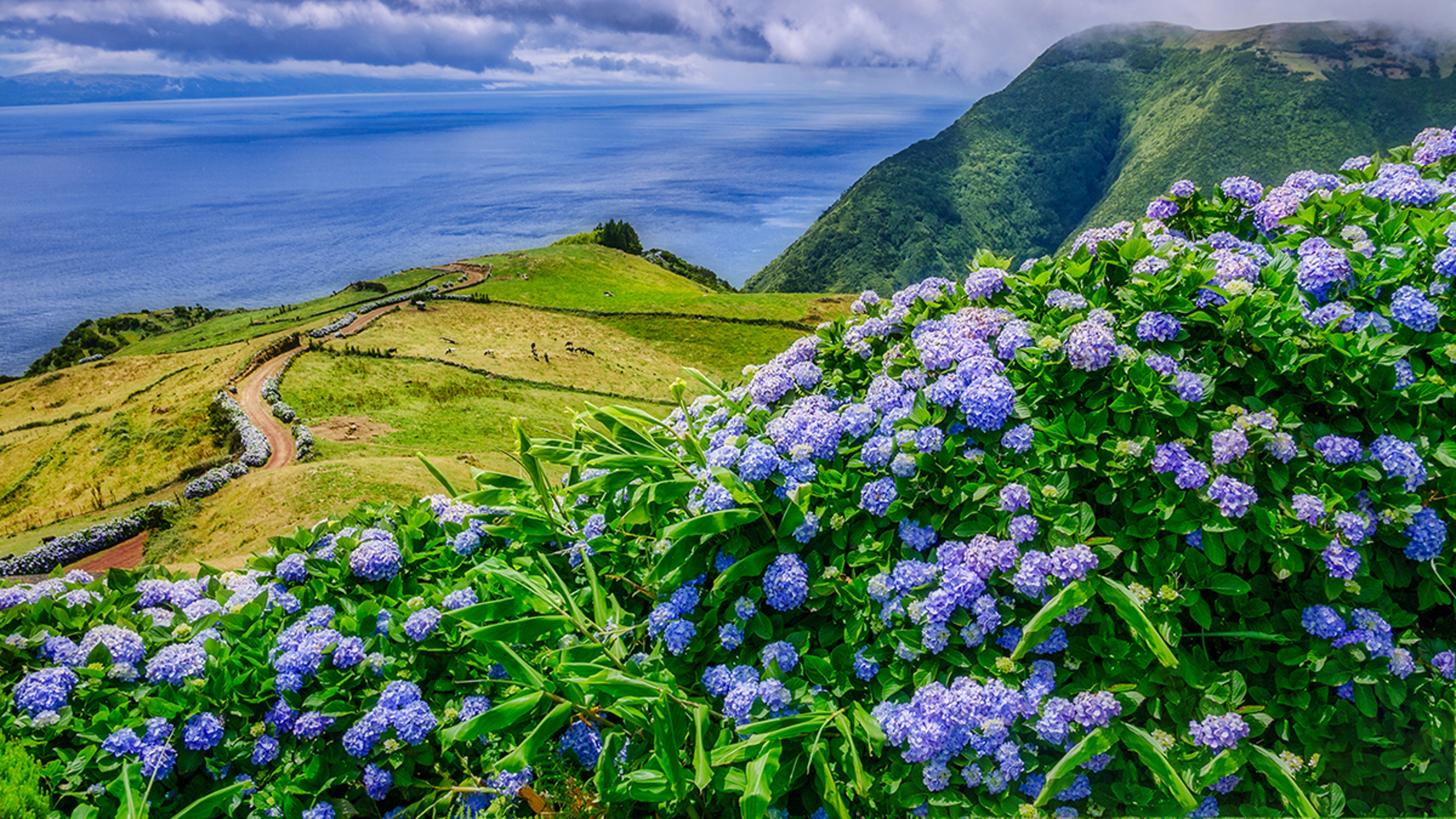 Article Cards Featured Image Image of beautiful landscape with hydrangeas and a path leading to the atlantic on the azores