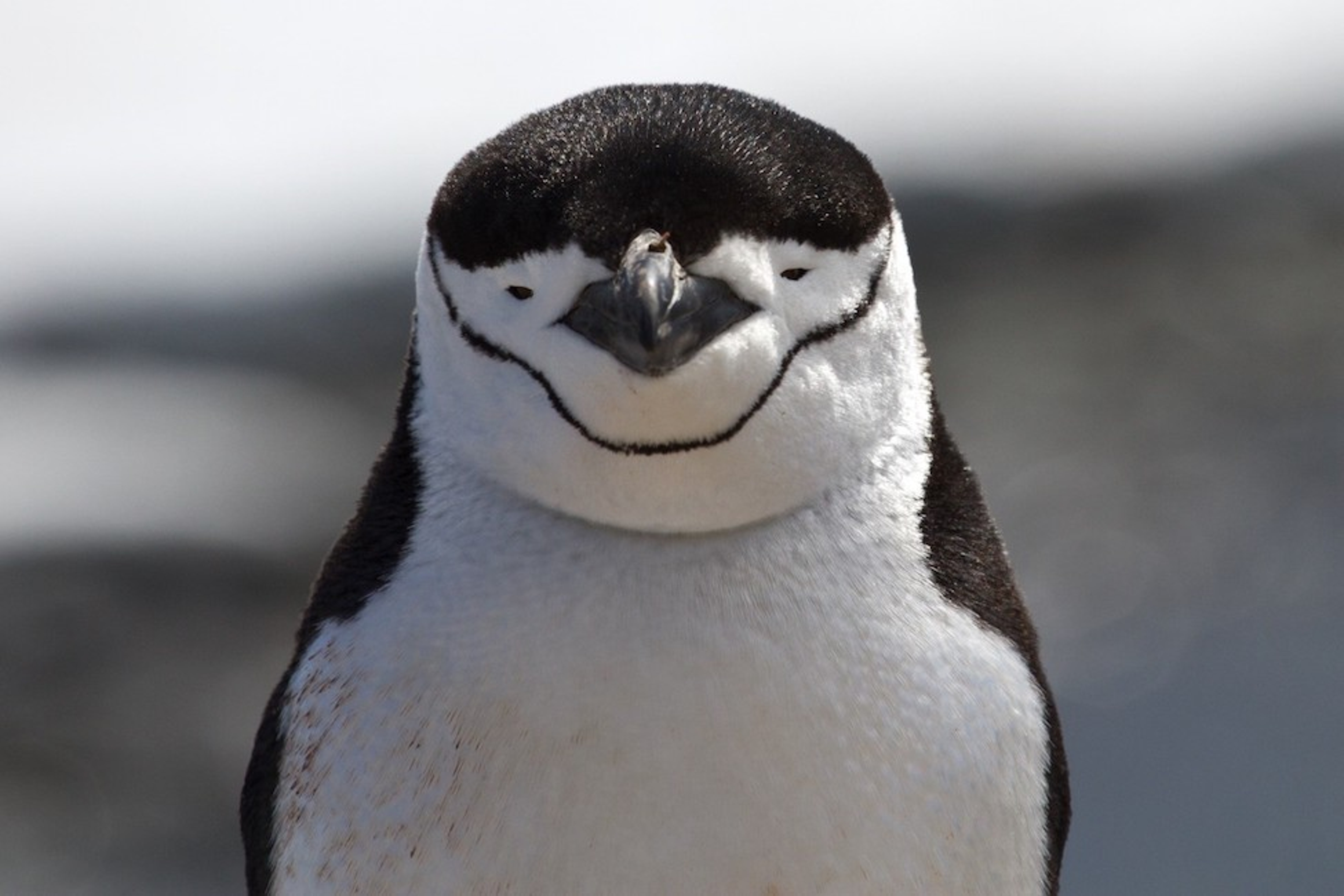A photo of a chinstrap penguin.