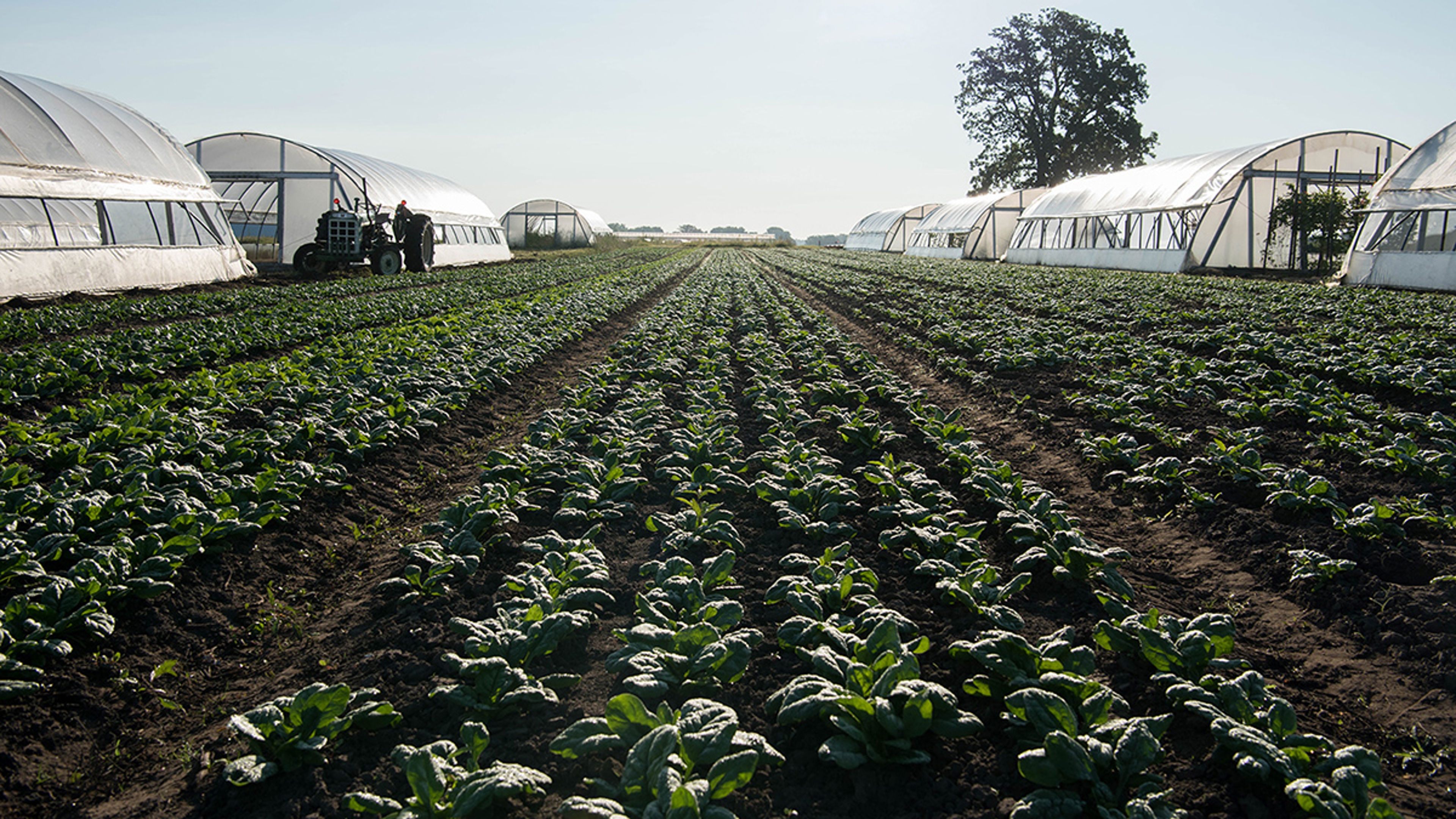 spinach field