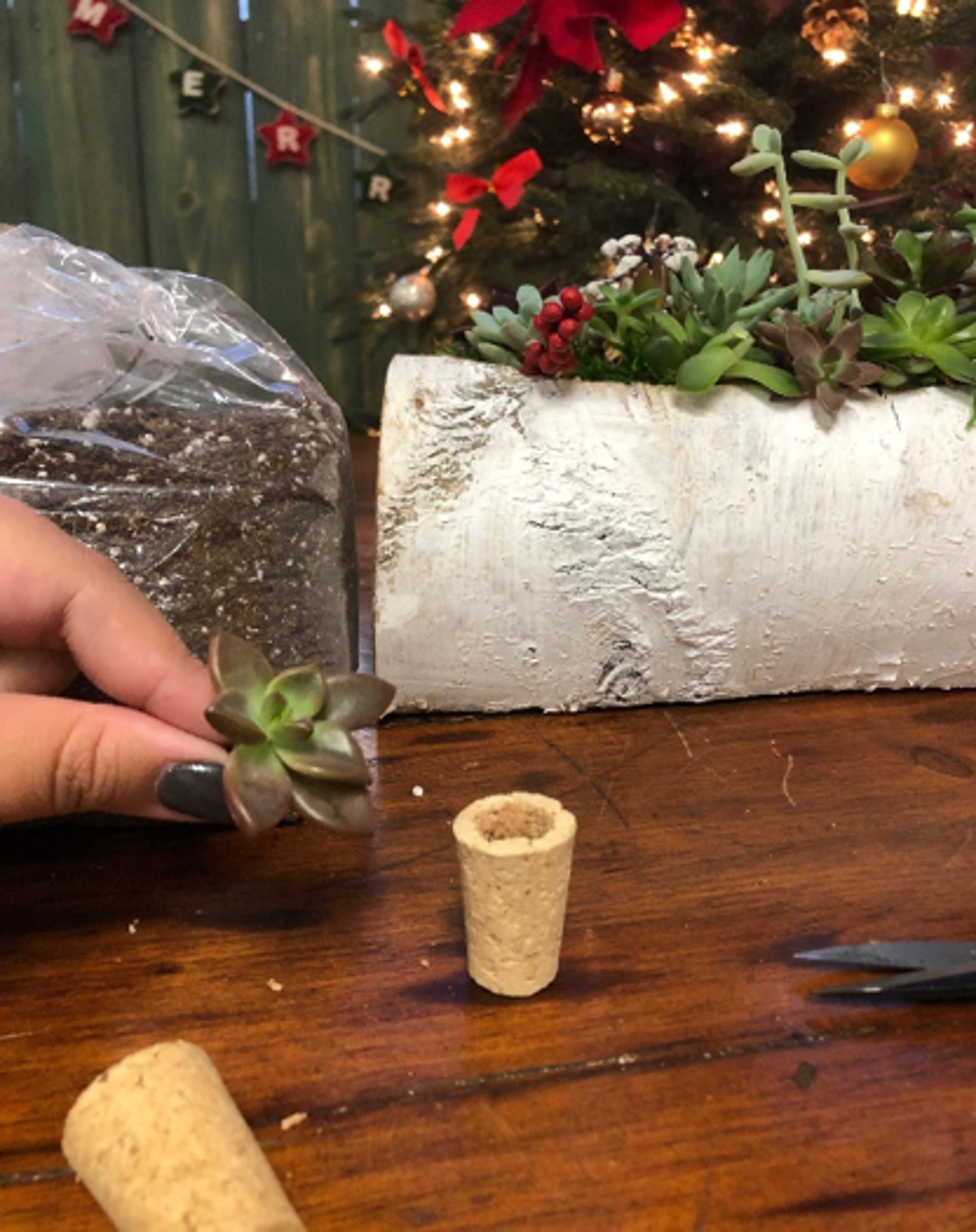 Demonstration of adding soil and water to the cork and packing it down