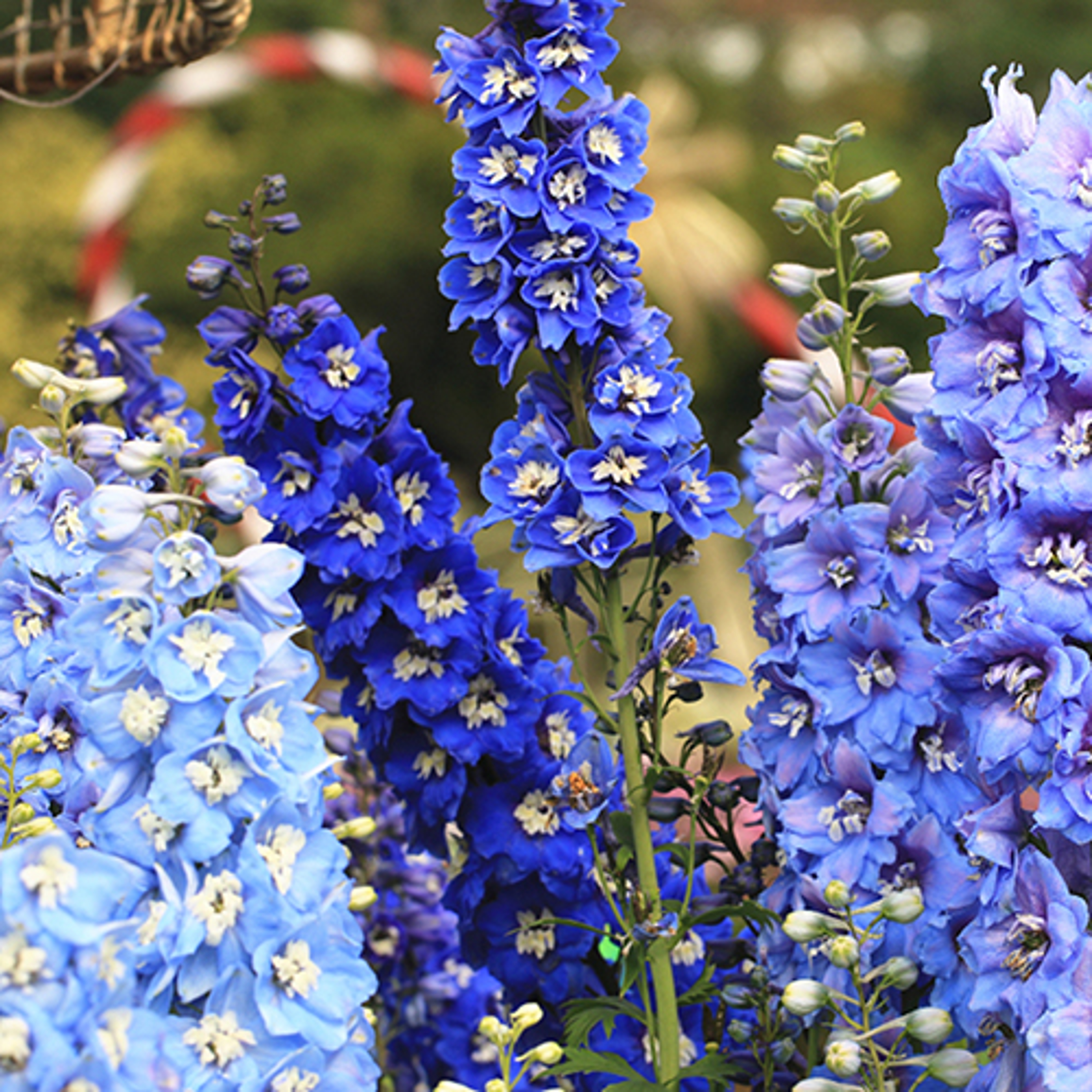birth flowers larkspur crop